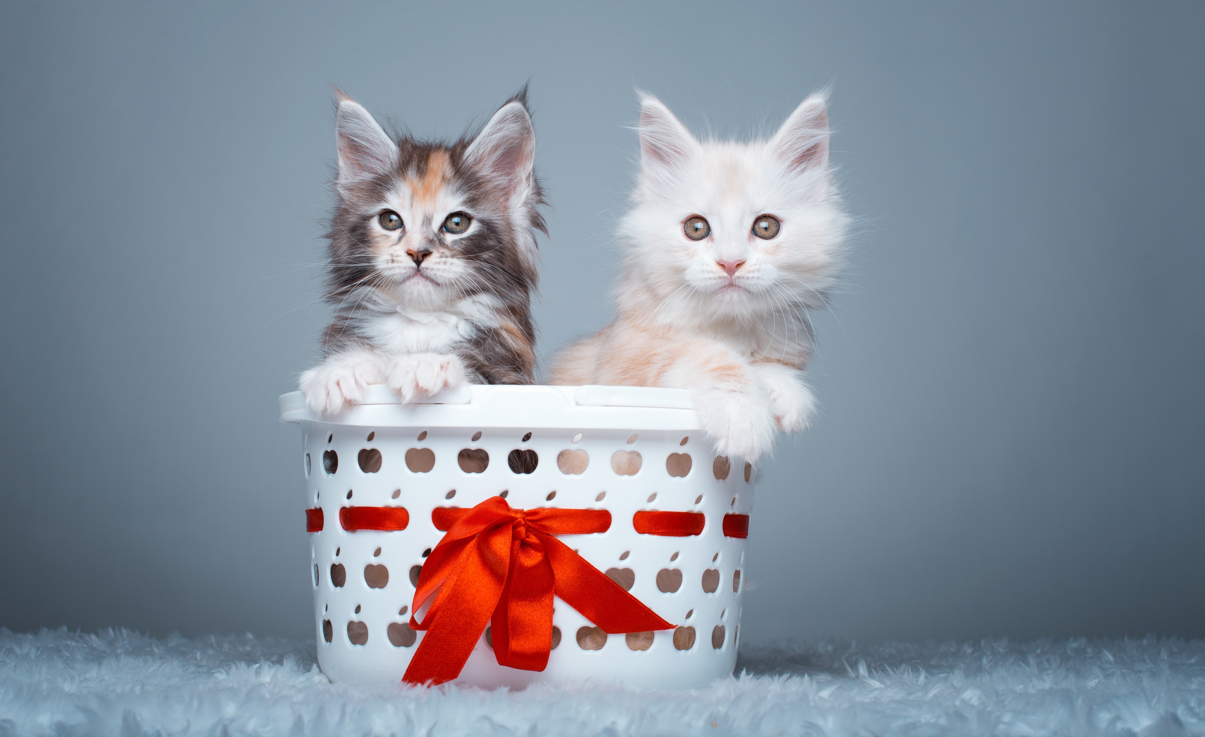 Two Maine Coon Kittens in a Basket HD Wallpaper