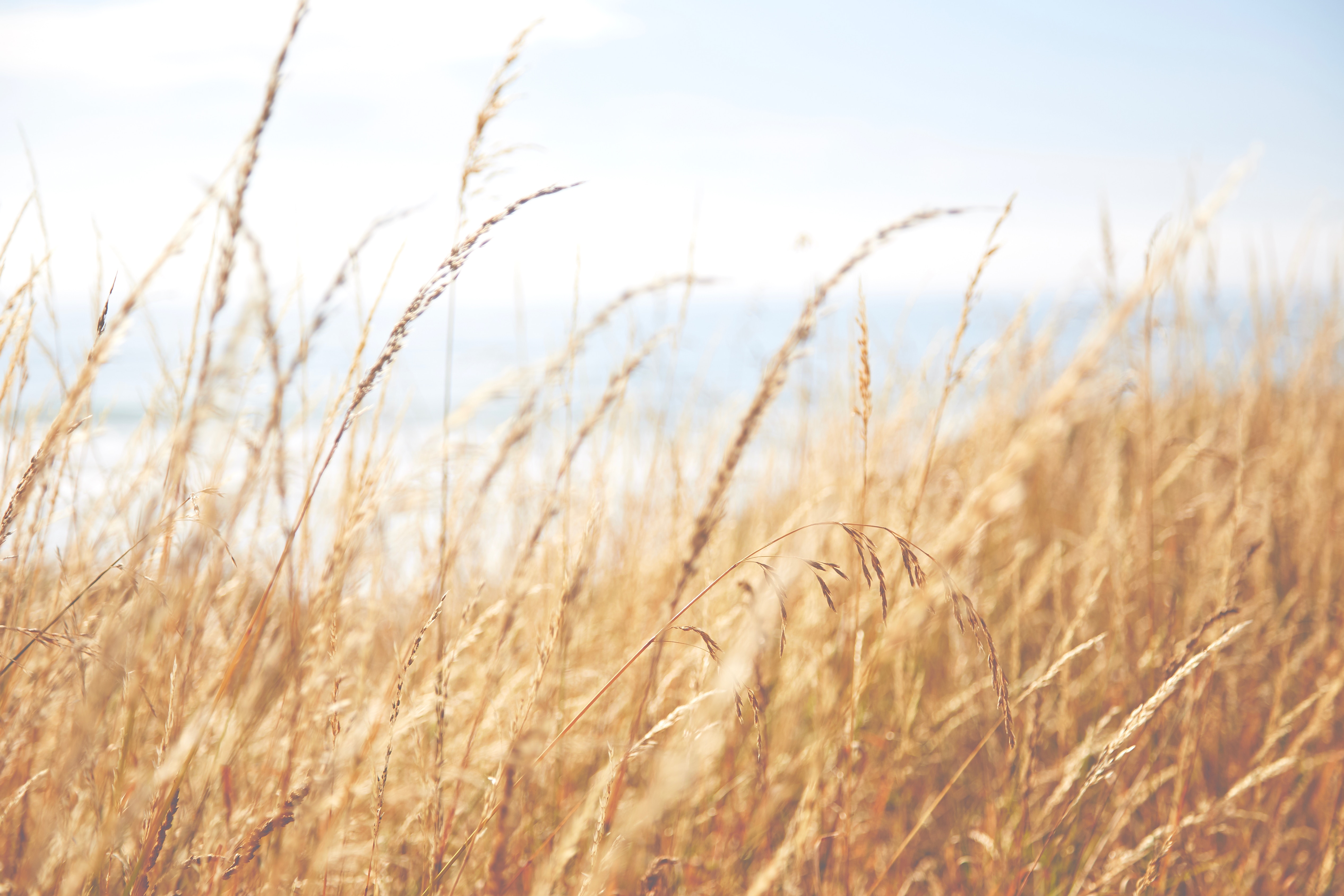 Tall dry grass in front of the ocean HD Wallpaper