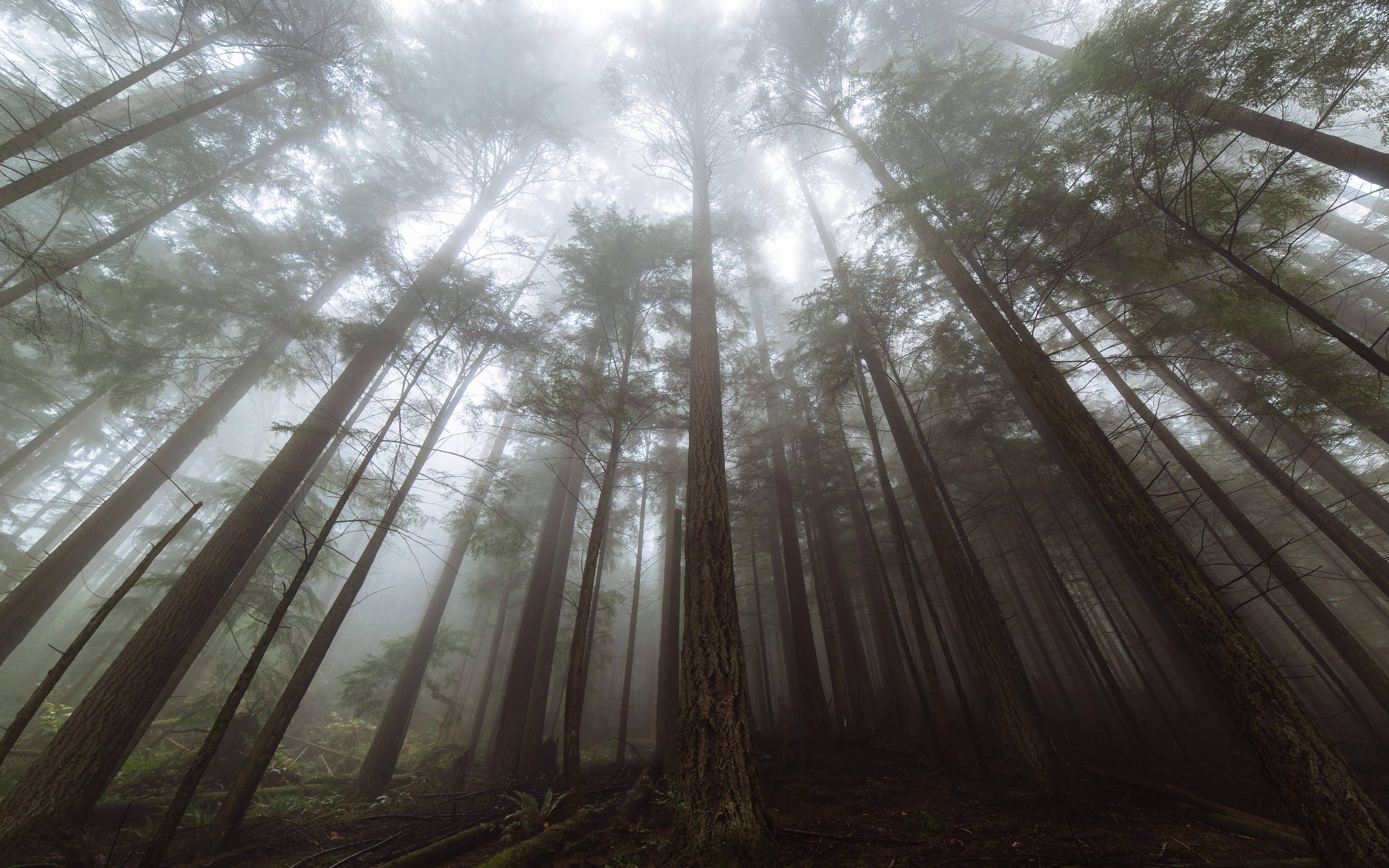 Foggy forest with tall trees in the Pacific Northwest HD Wallpaper