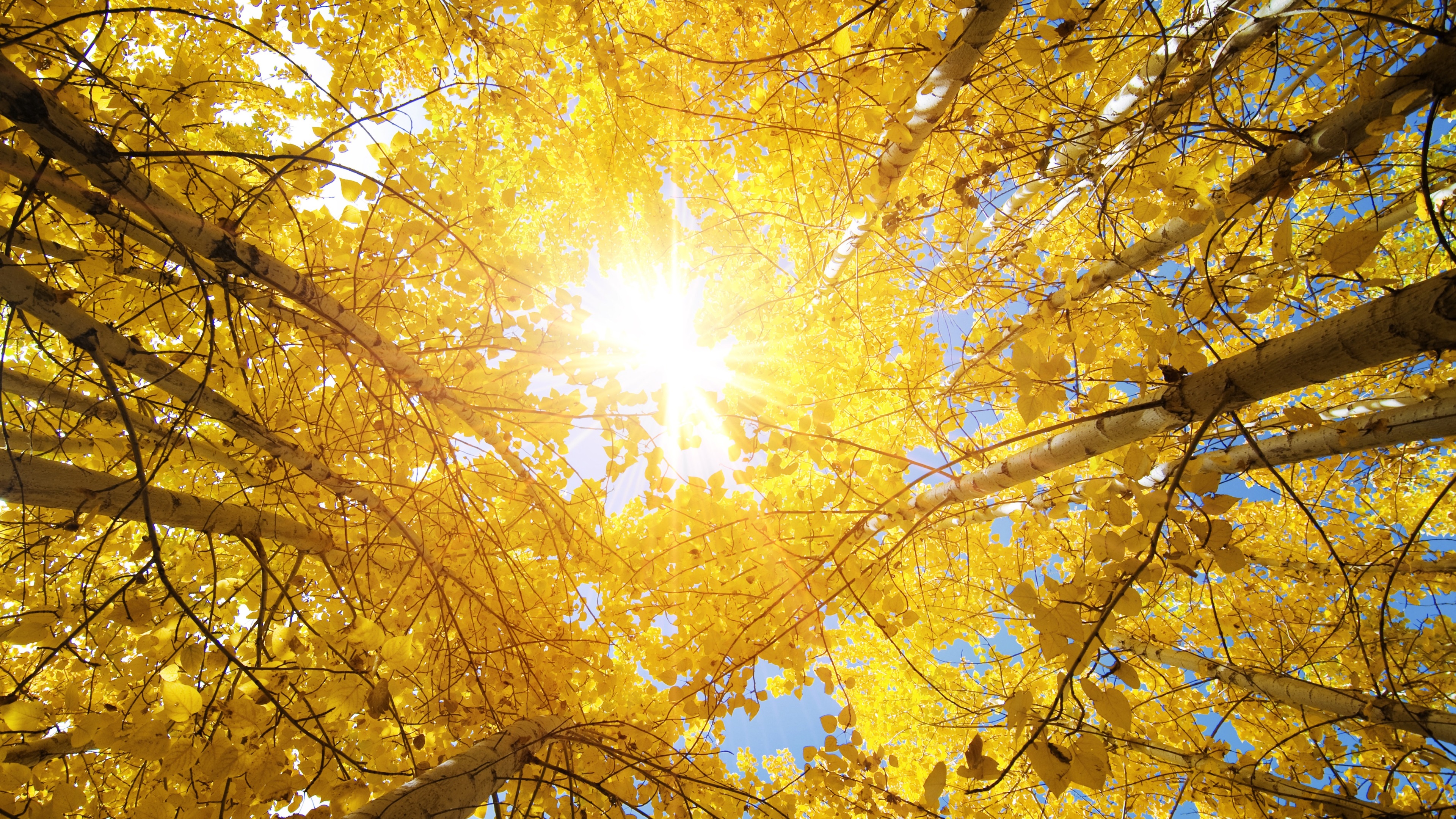 Sun shining through yellow aspen trees in 4K HD Wallpaper