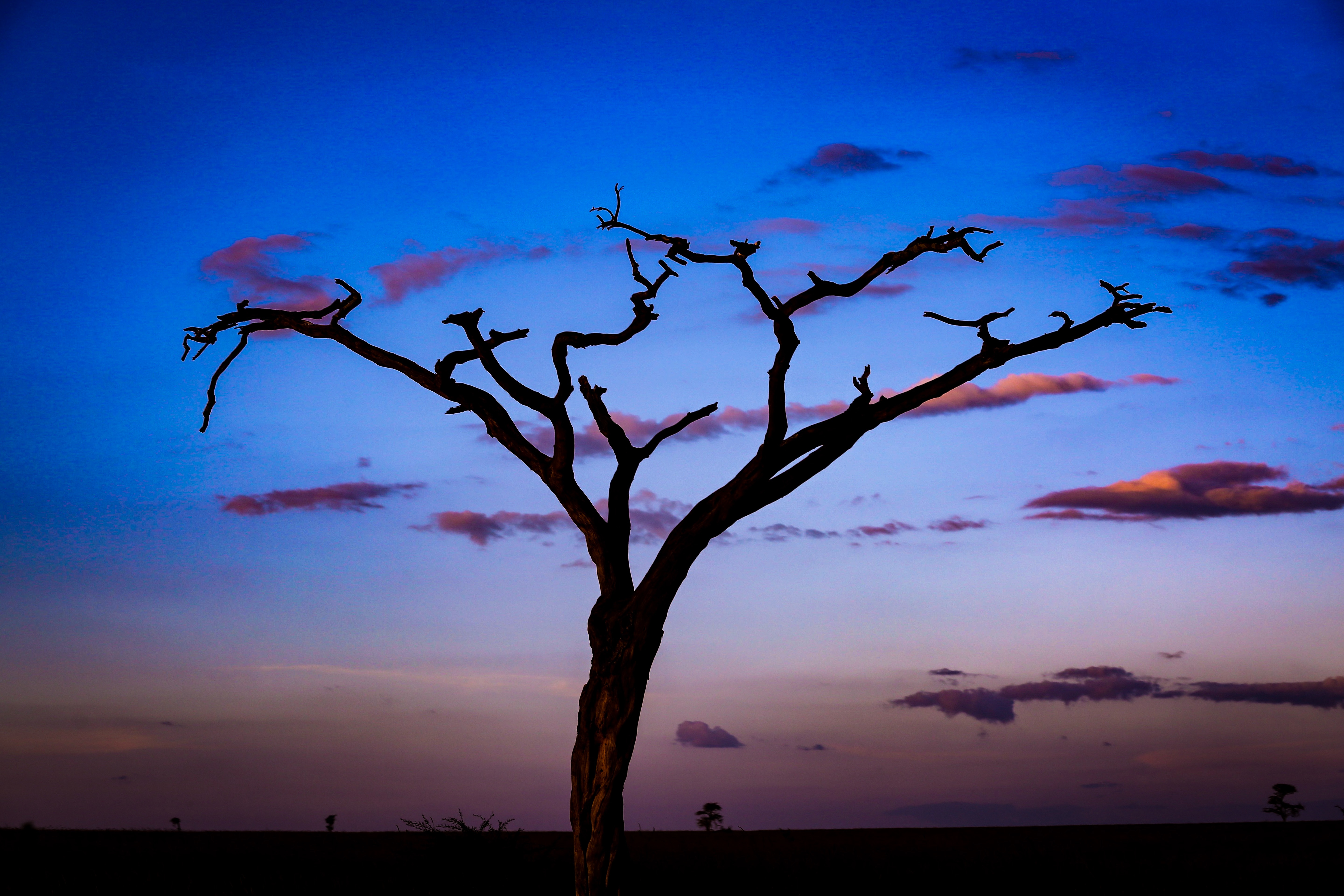 Silhouette of a dead tree against a twilight sky HD Wallpaper