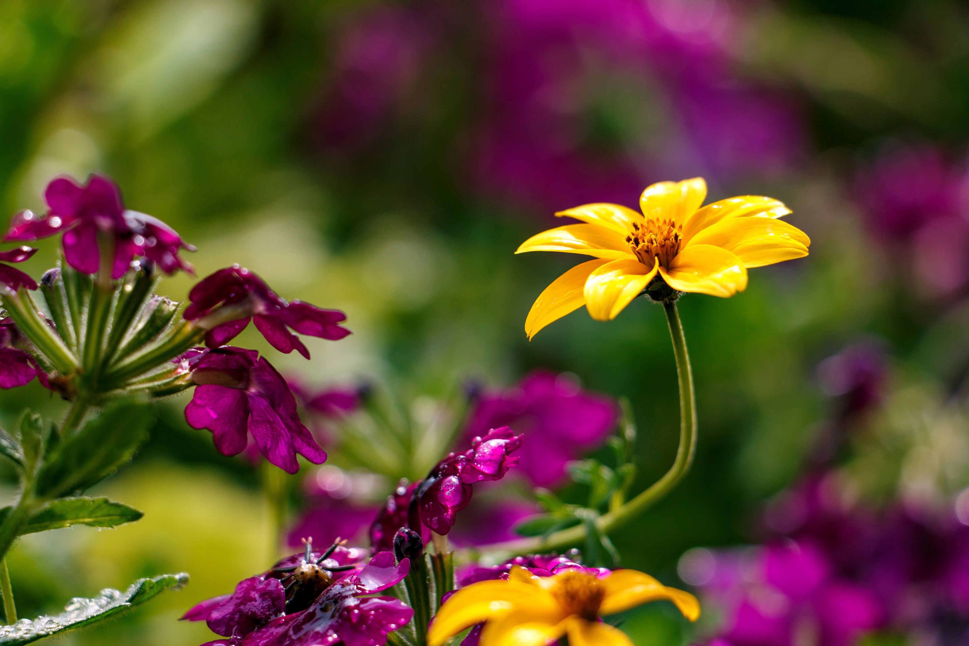 Yellow and purple flowers in a garden 4K HD Wallpaper