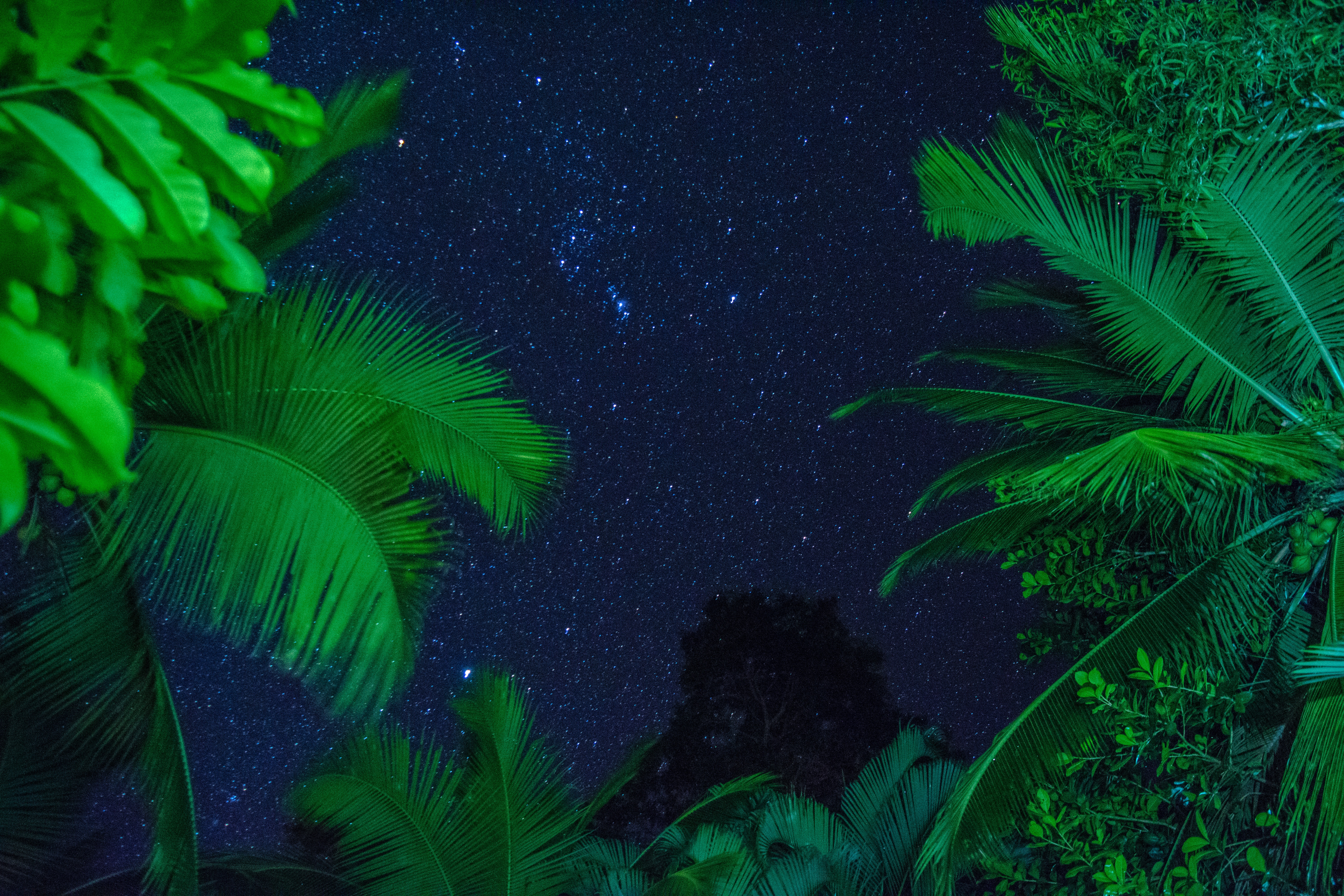 Palm trees against a starry night sky HD Wallpaper