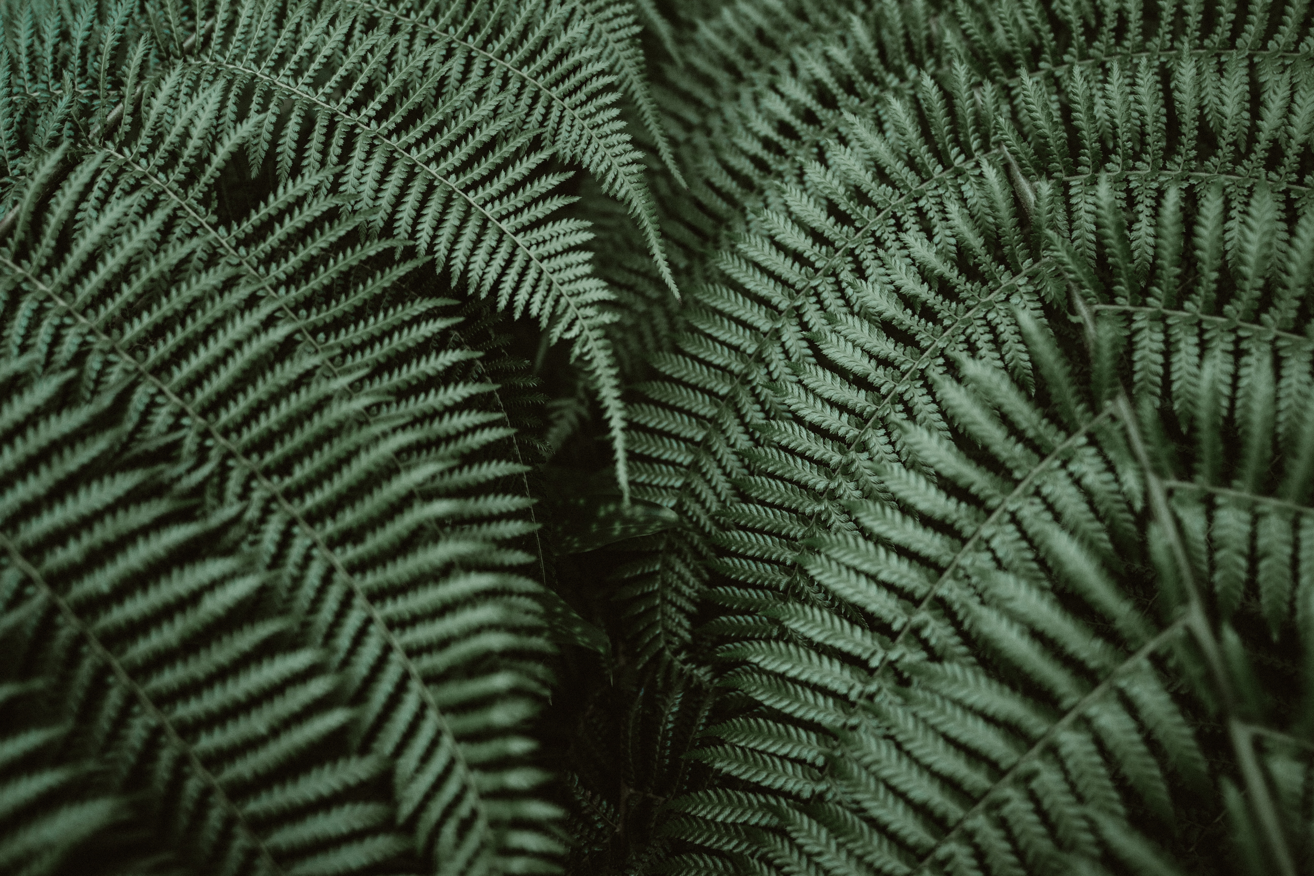 Close-up of dark green fern fronds HD Wallpaper