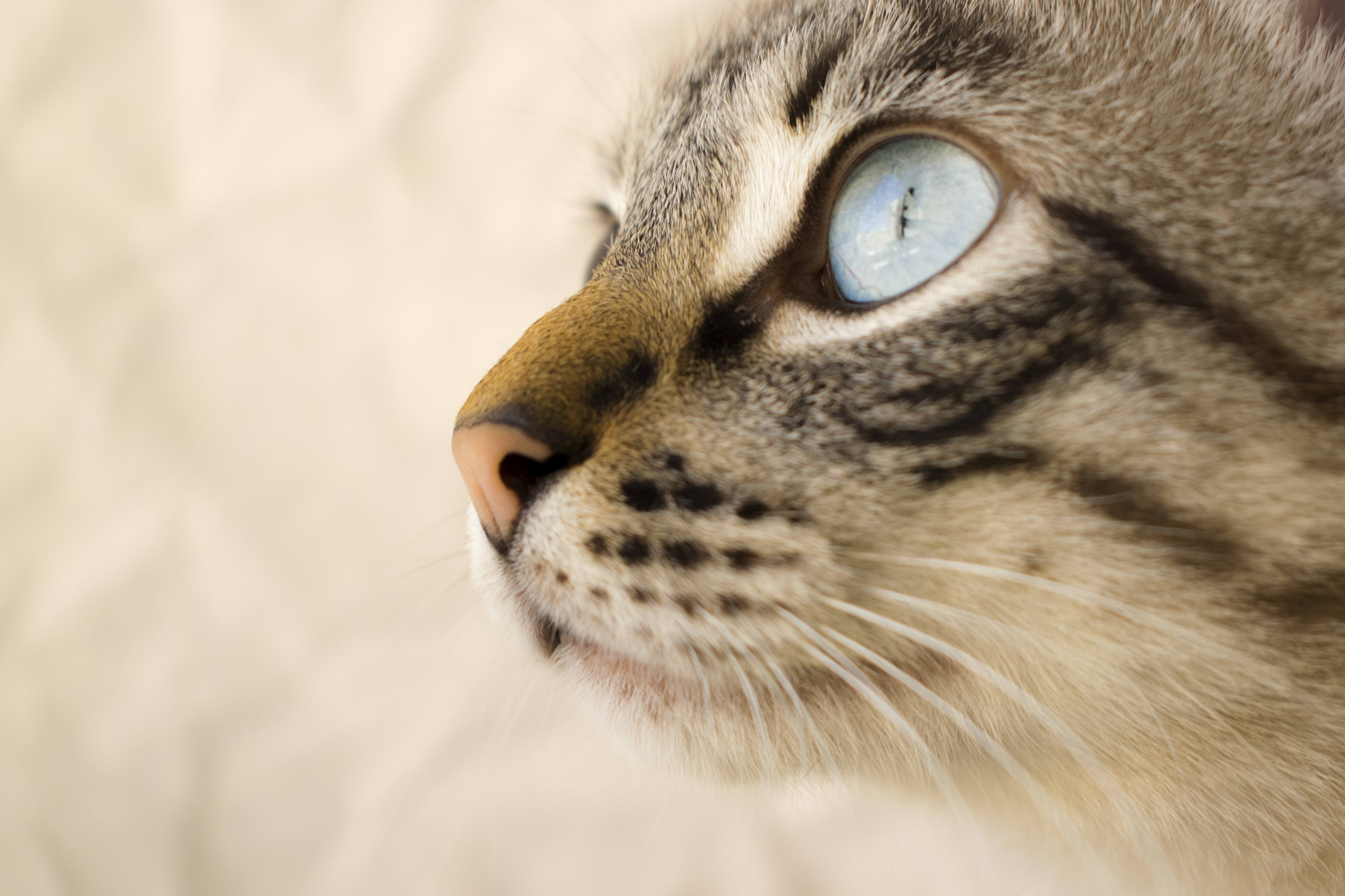 Close-up of a cat's face with blue eyes HD Wallpaper