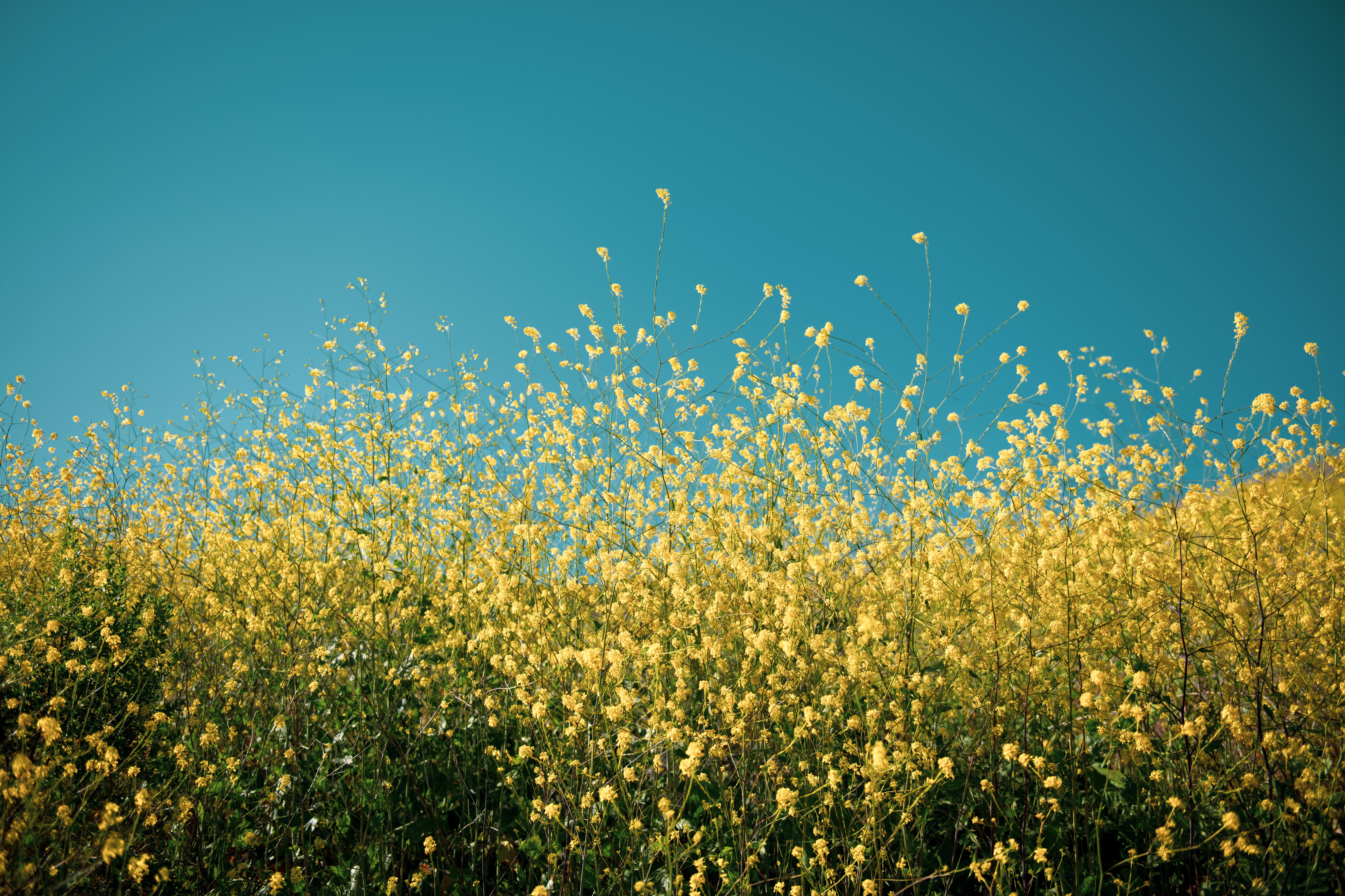 Field of yellow flowers under a blue sky HD Wallpaper