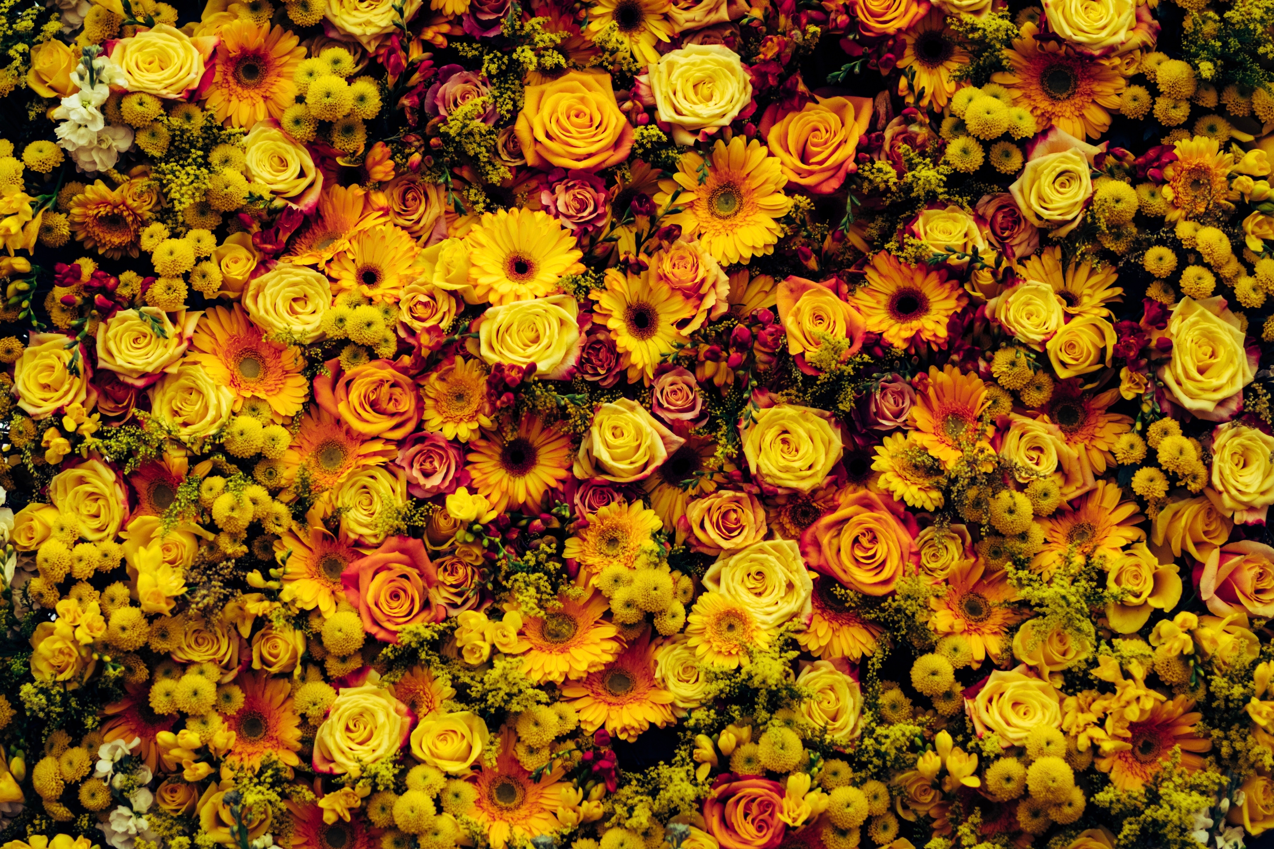 A dense arrangement of yellow and orange flowers HD Wallpaper