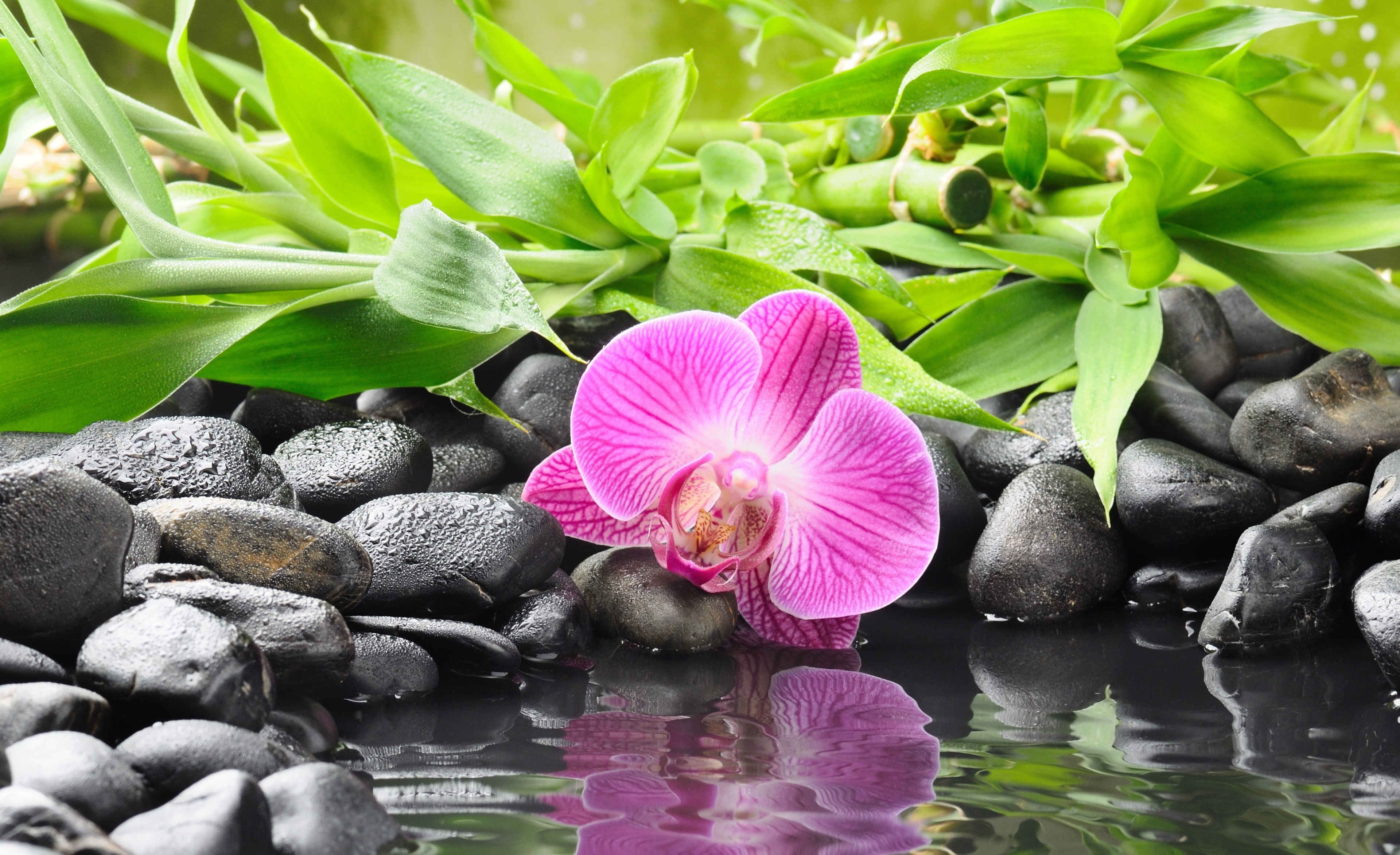 Pink orchid on black stones with bamboo HD Wallpaper
