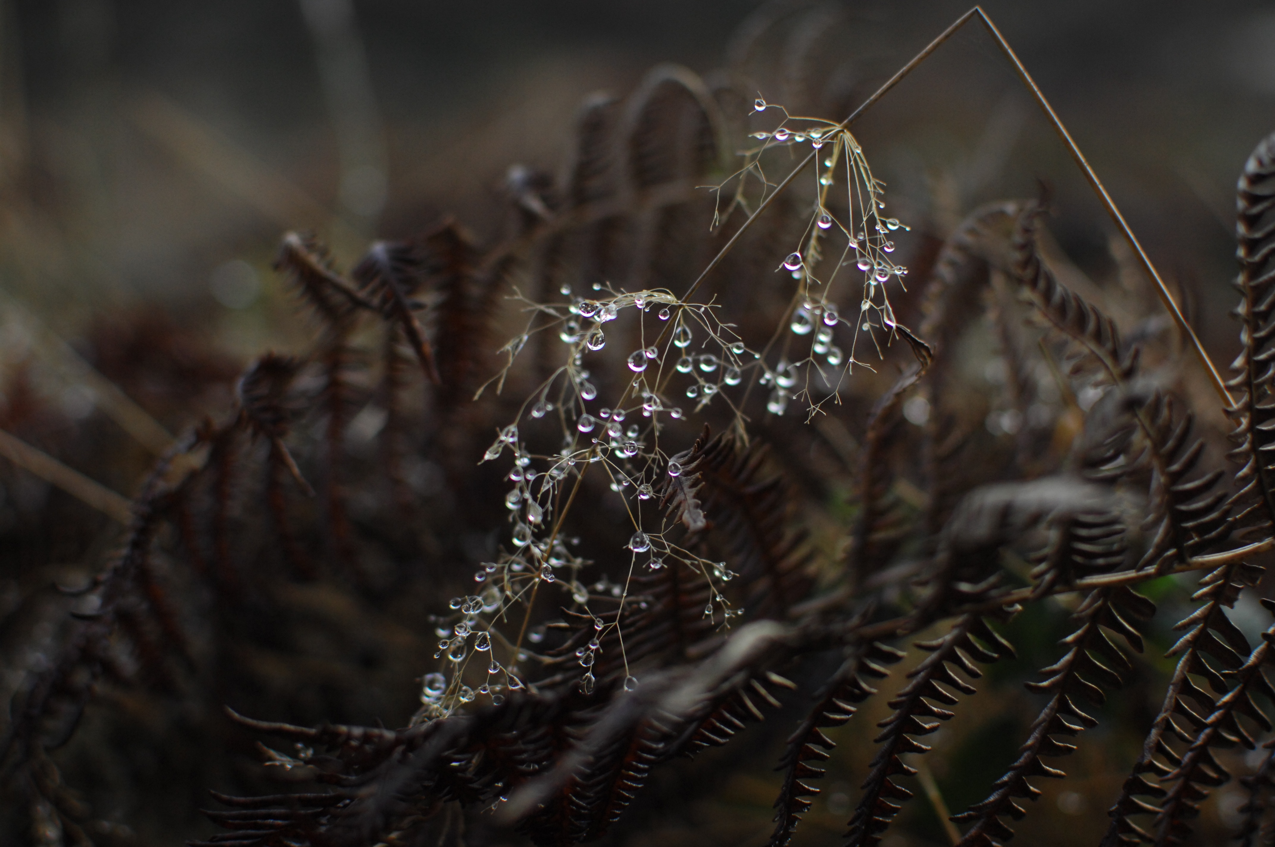 Dewdrops on a delicate plant stem with ferns HD Wallpaper