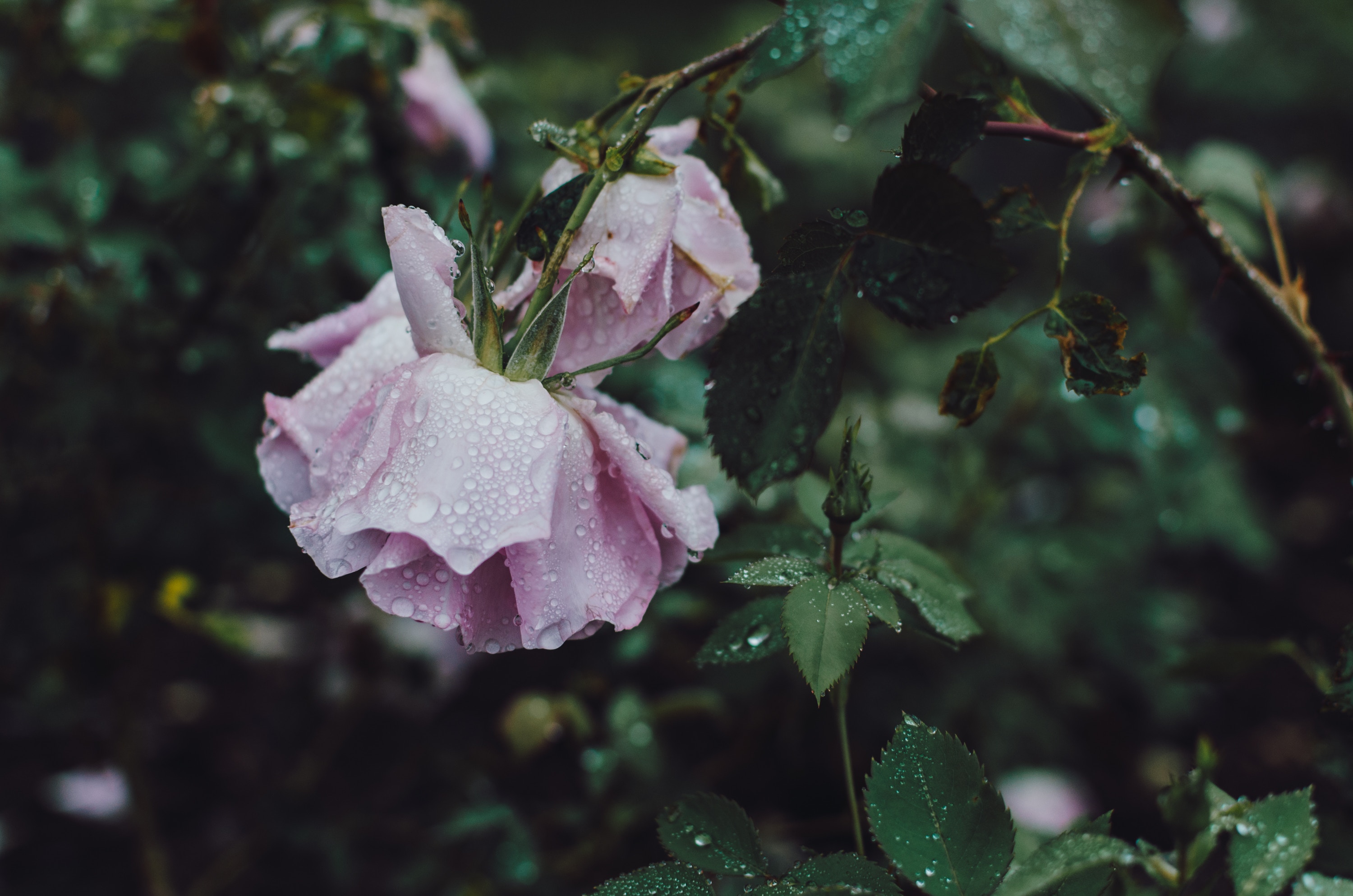 Pink roses with water drops in nature HD Wallpaper