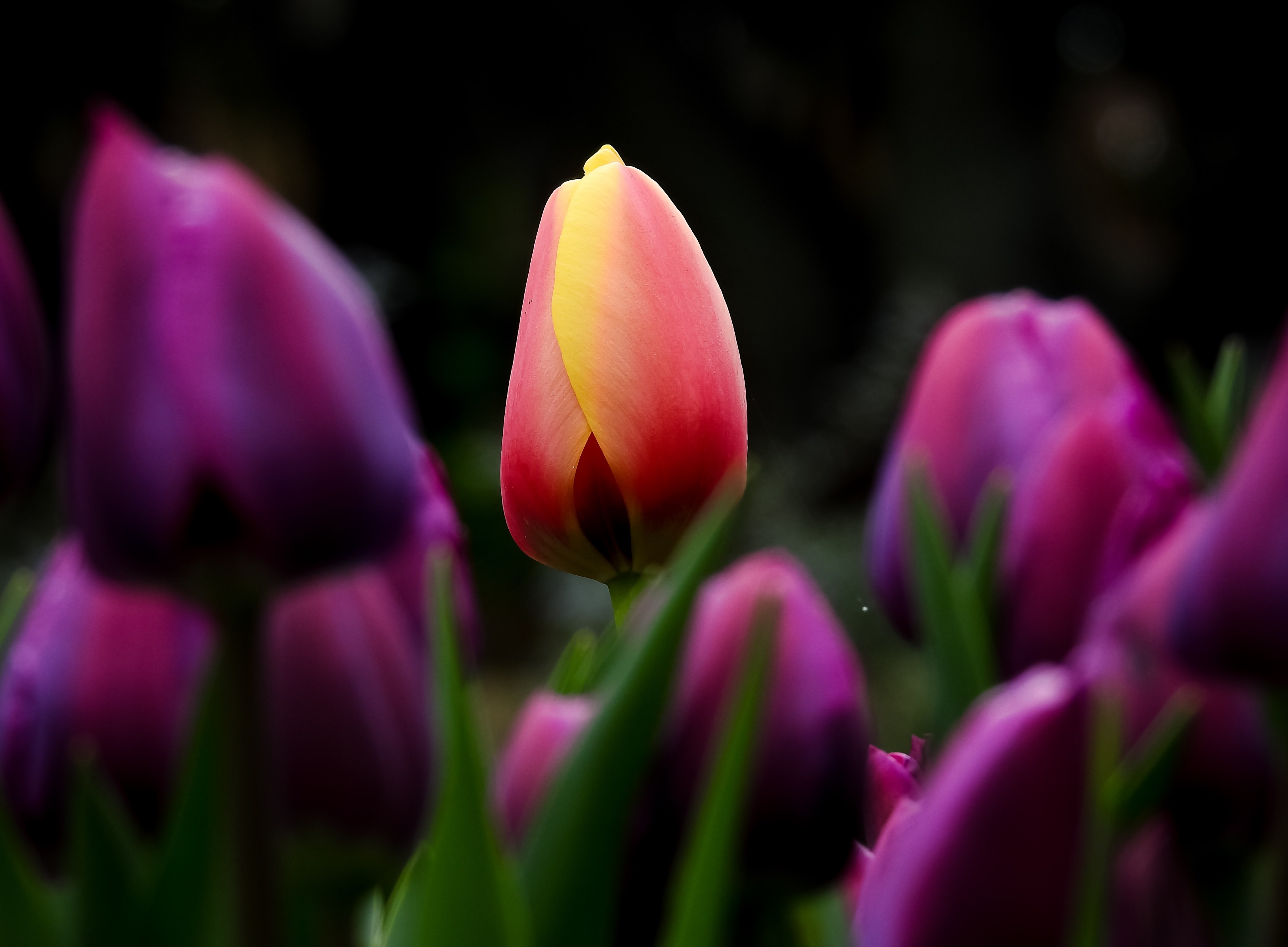Tulips in bloom HD Wallpaper