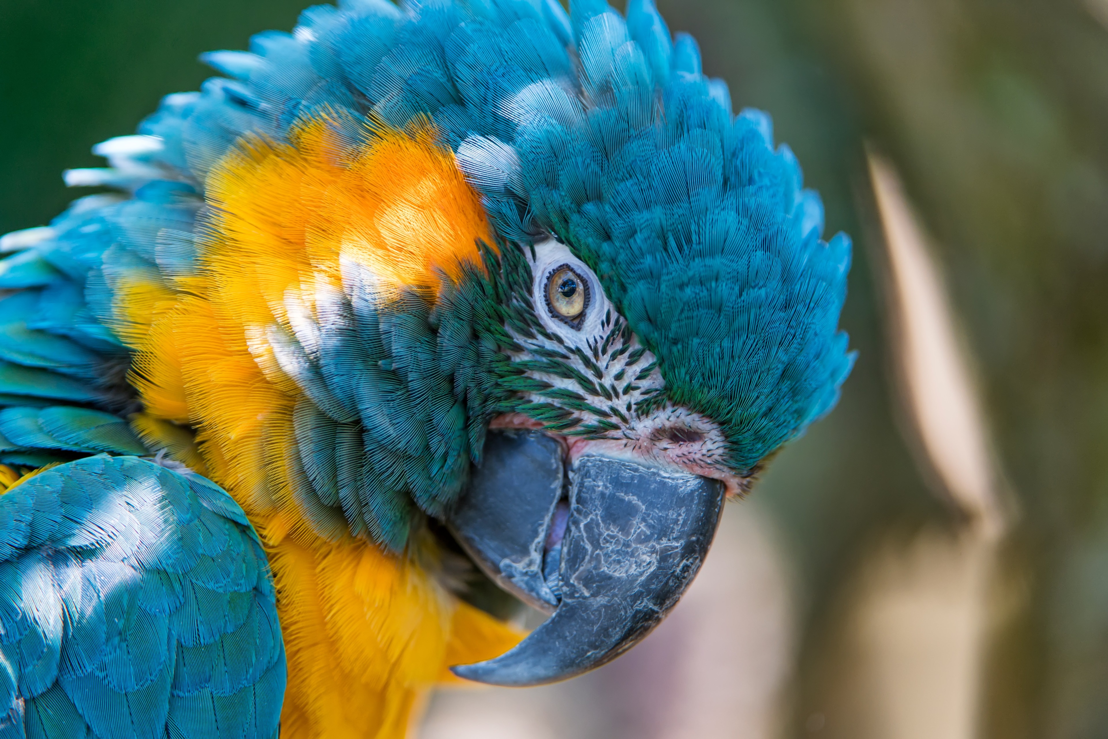 Blue and yellow macaw 4K pic HD Wallpaper