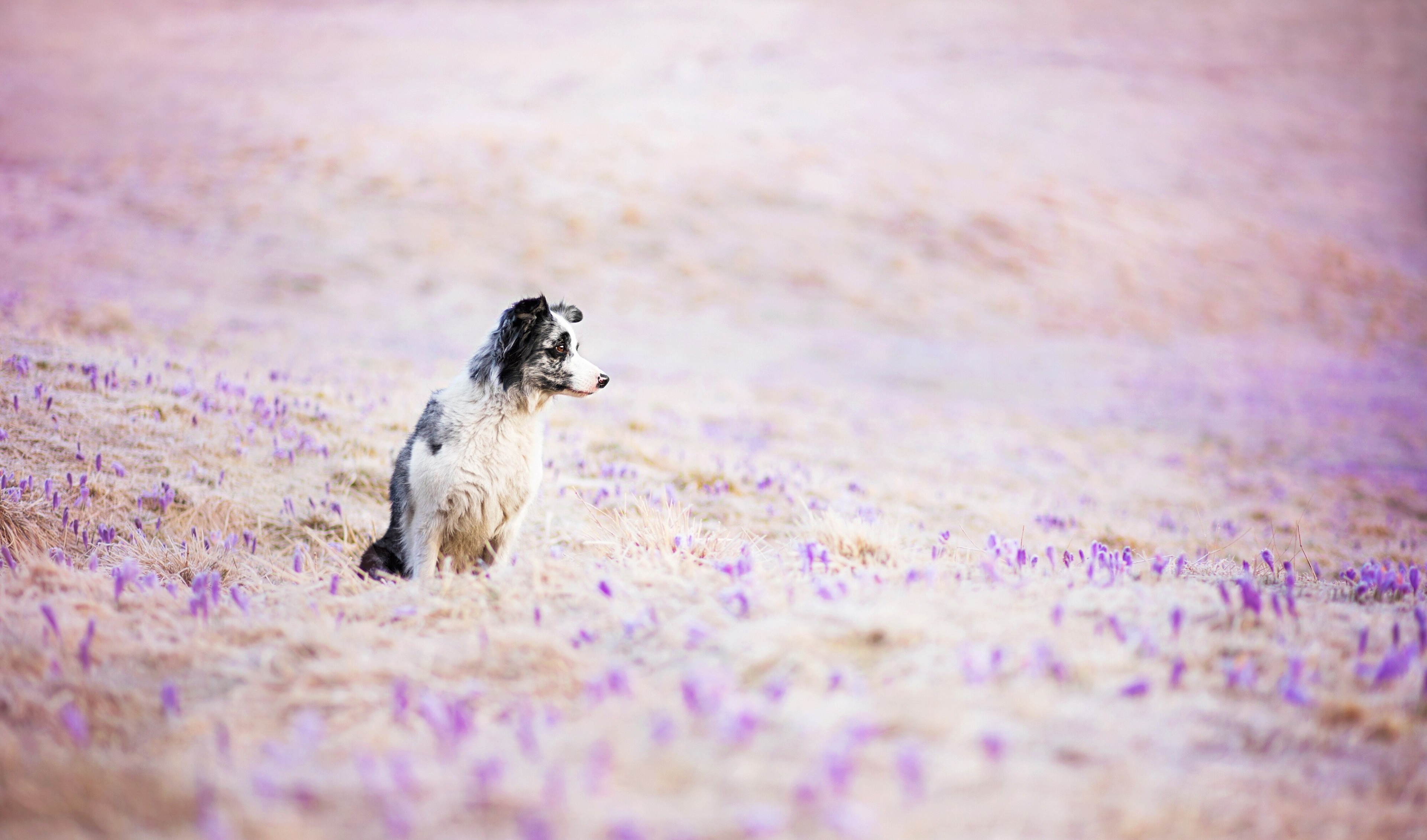 Border Collie in a field of crocuses HD Wallpaper