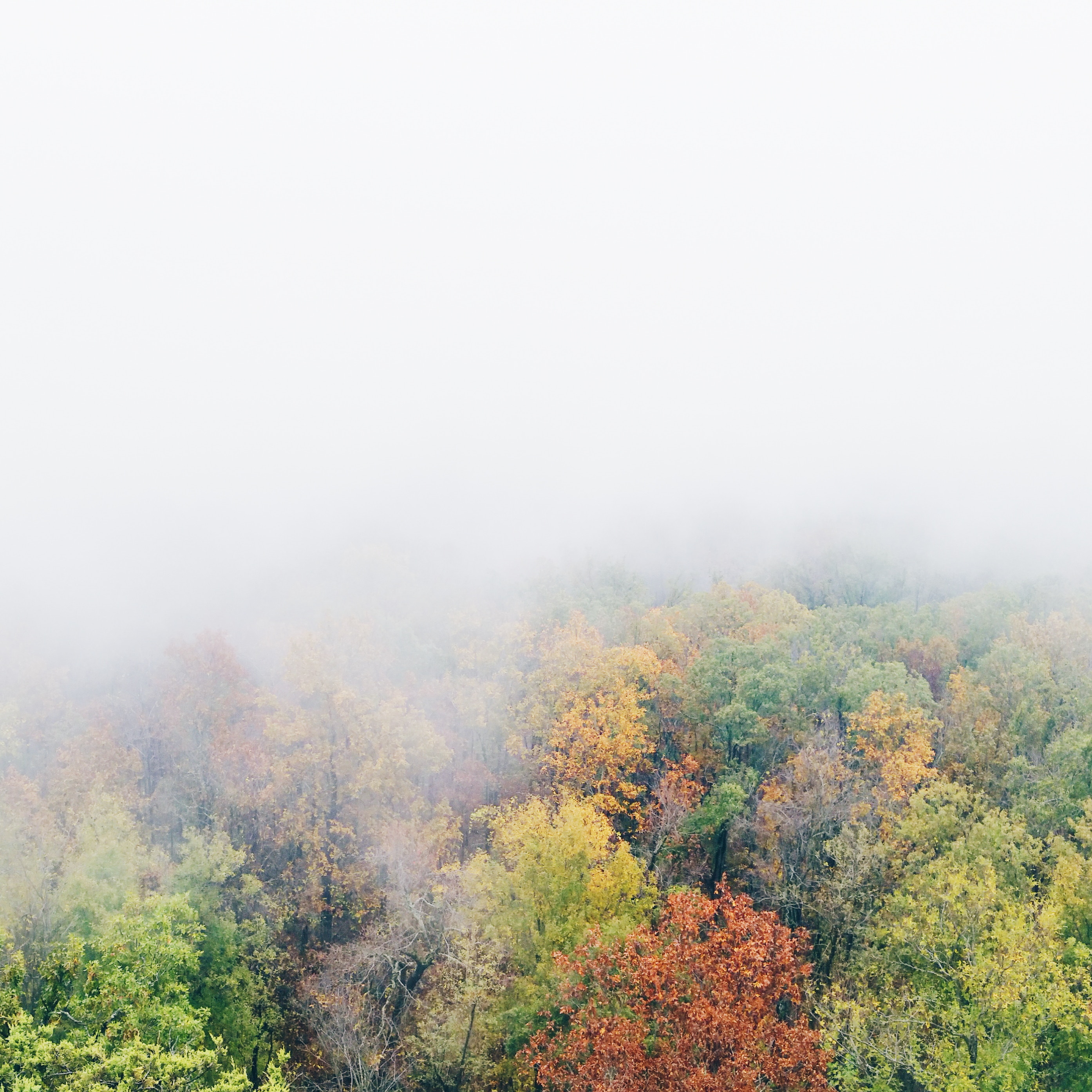 Misty autumn forest with colorful deciduous trees HD Wallpaper