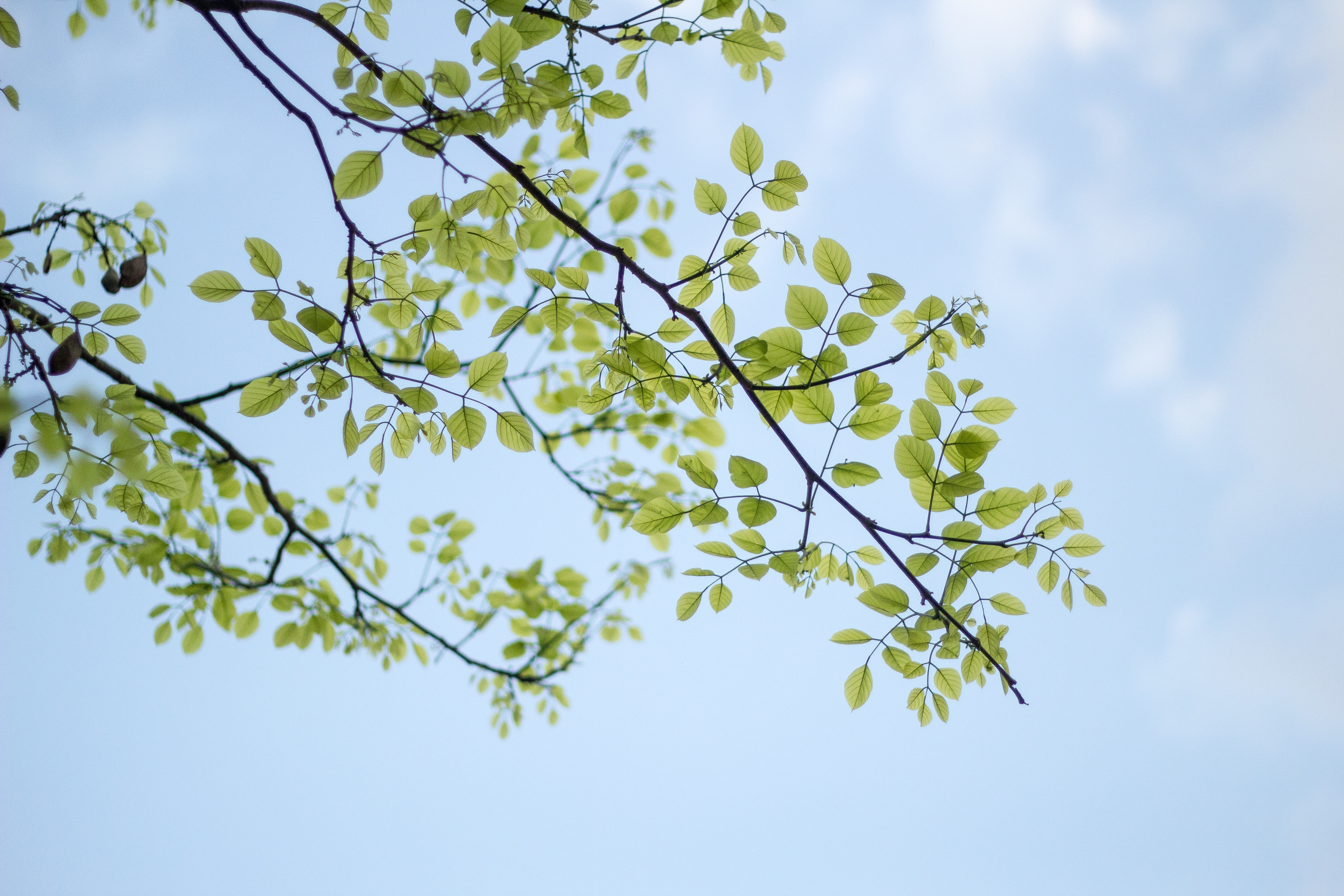 Green leaves on branches against a pale blue sky HD Wallpaper