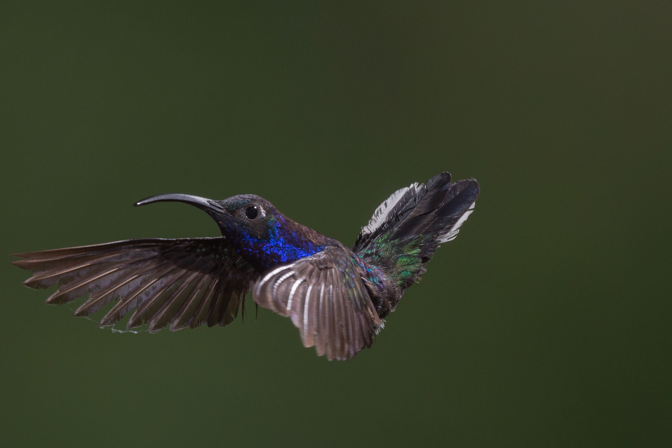 Hummingbird in flight with iridescent feathers HD Wallpaper