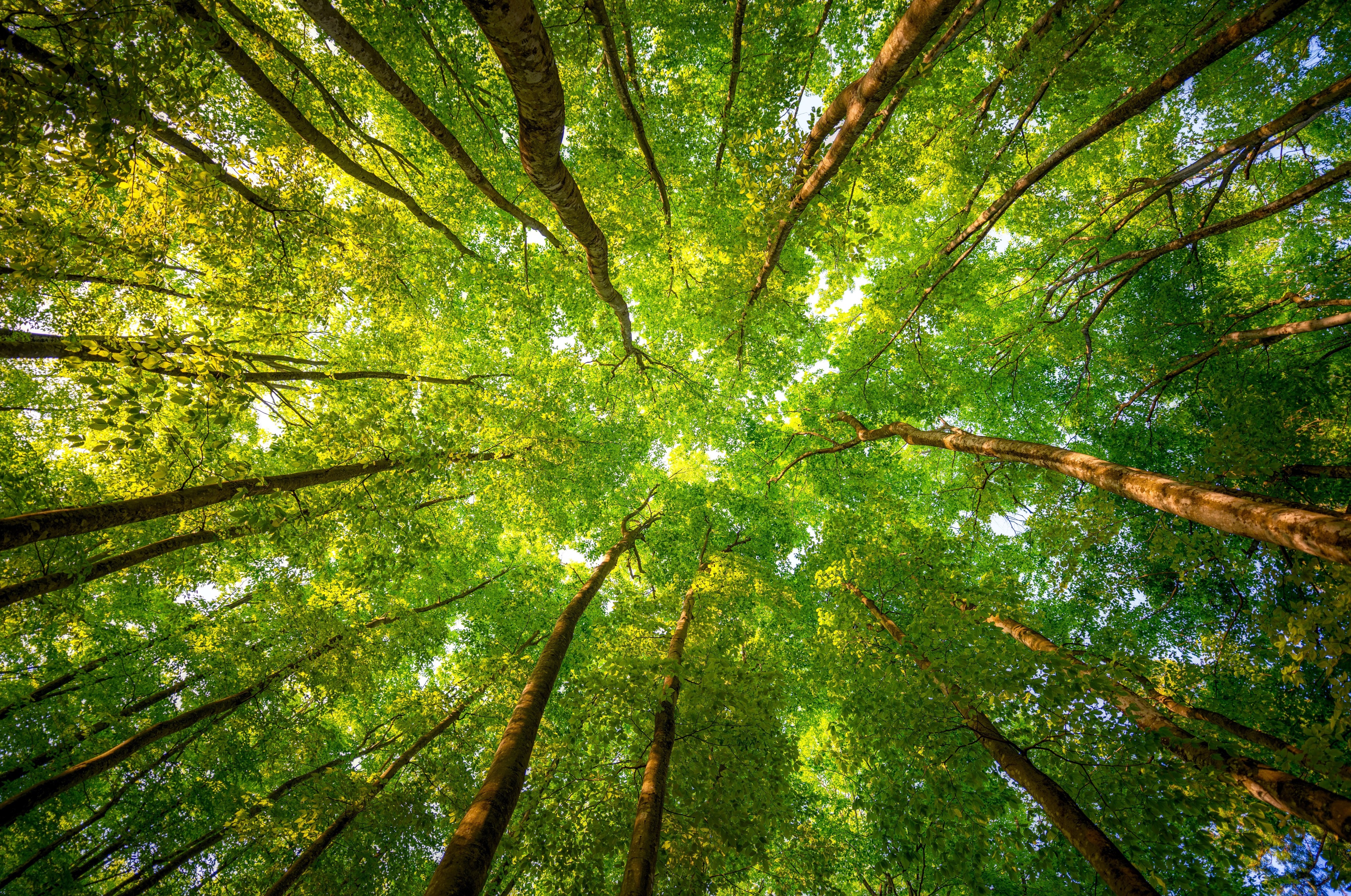 Looking up through tall trees in a forest HD Wallpaper