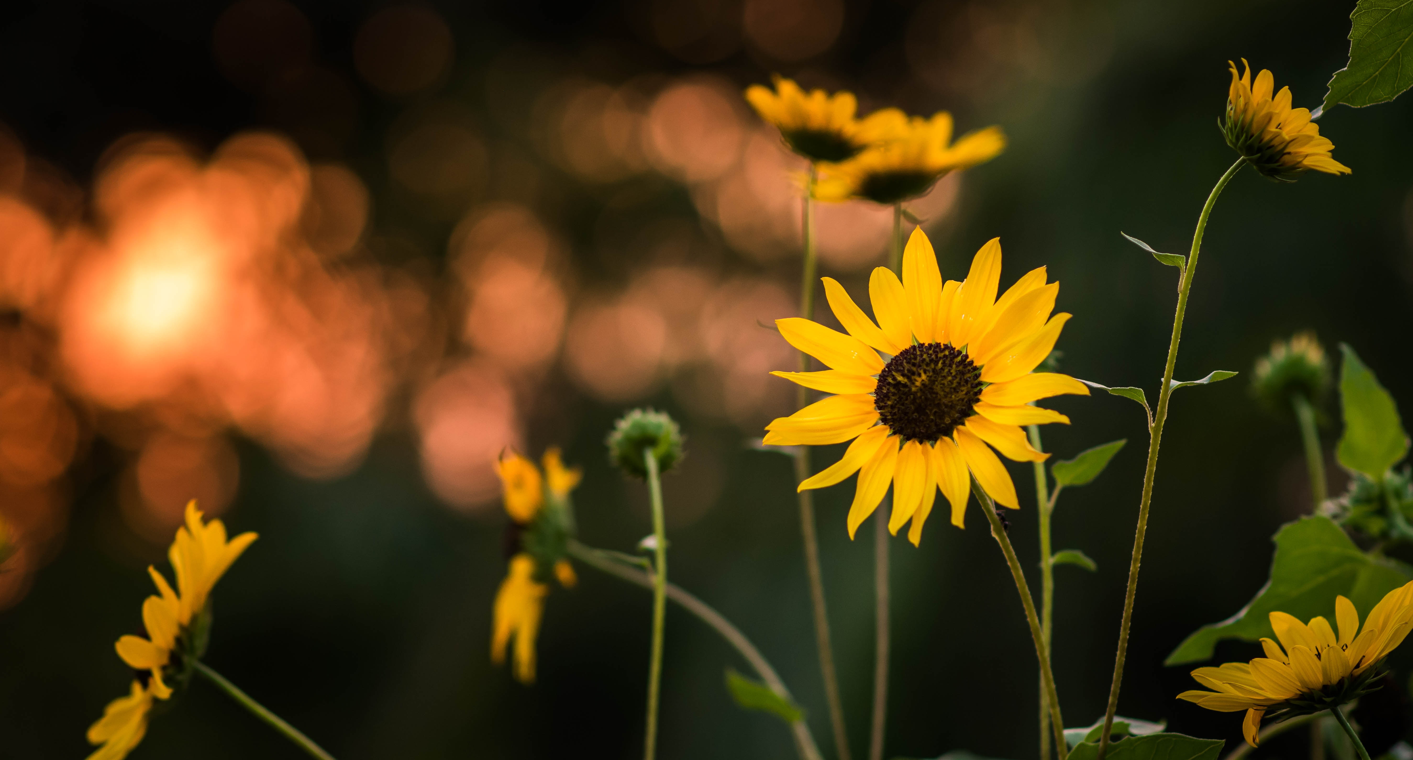 Yellow sunflowers with bokeh background at sunset HD Wallpaper