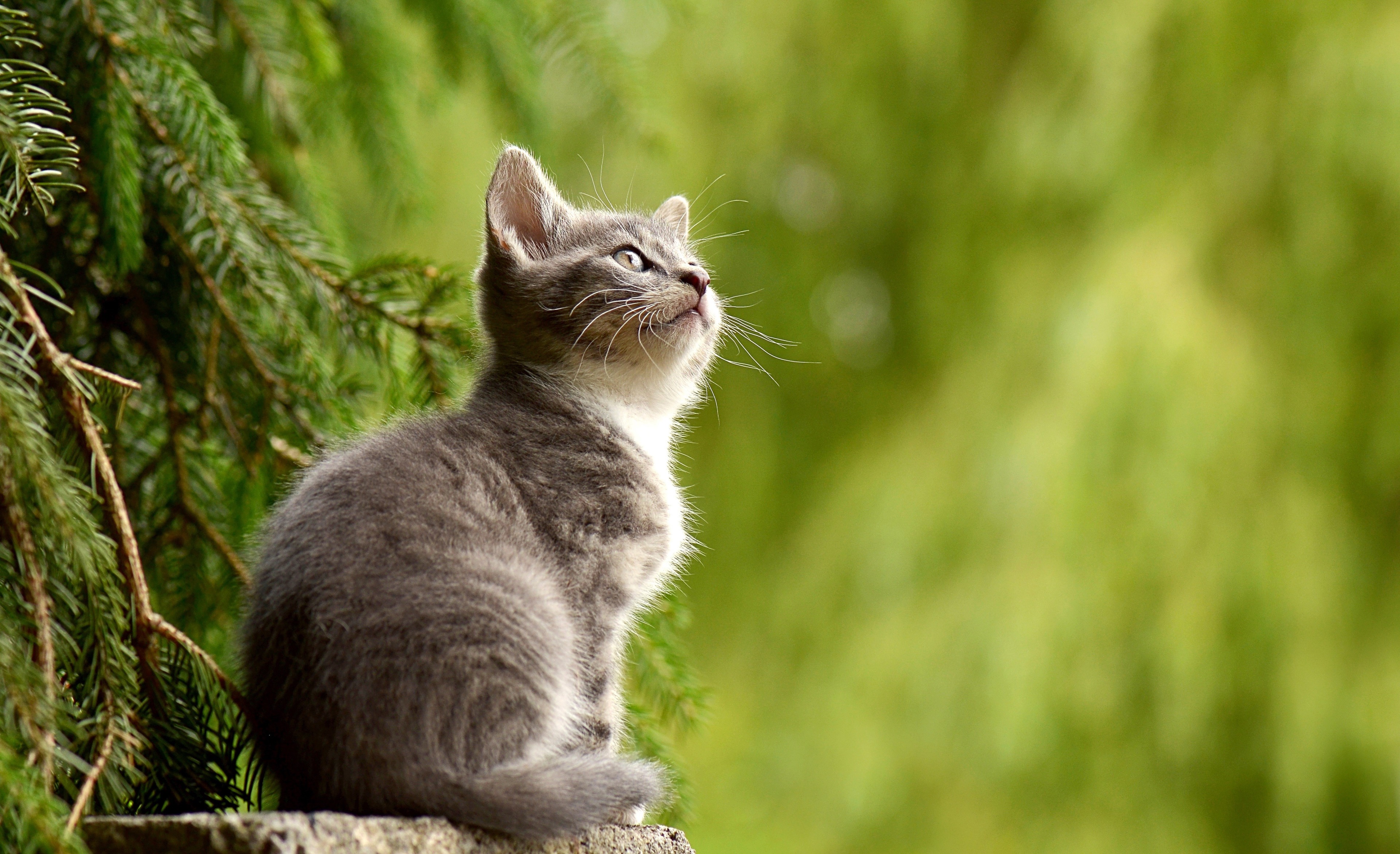 Gray tabby kitten looking up HD Wallpaper