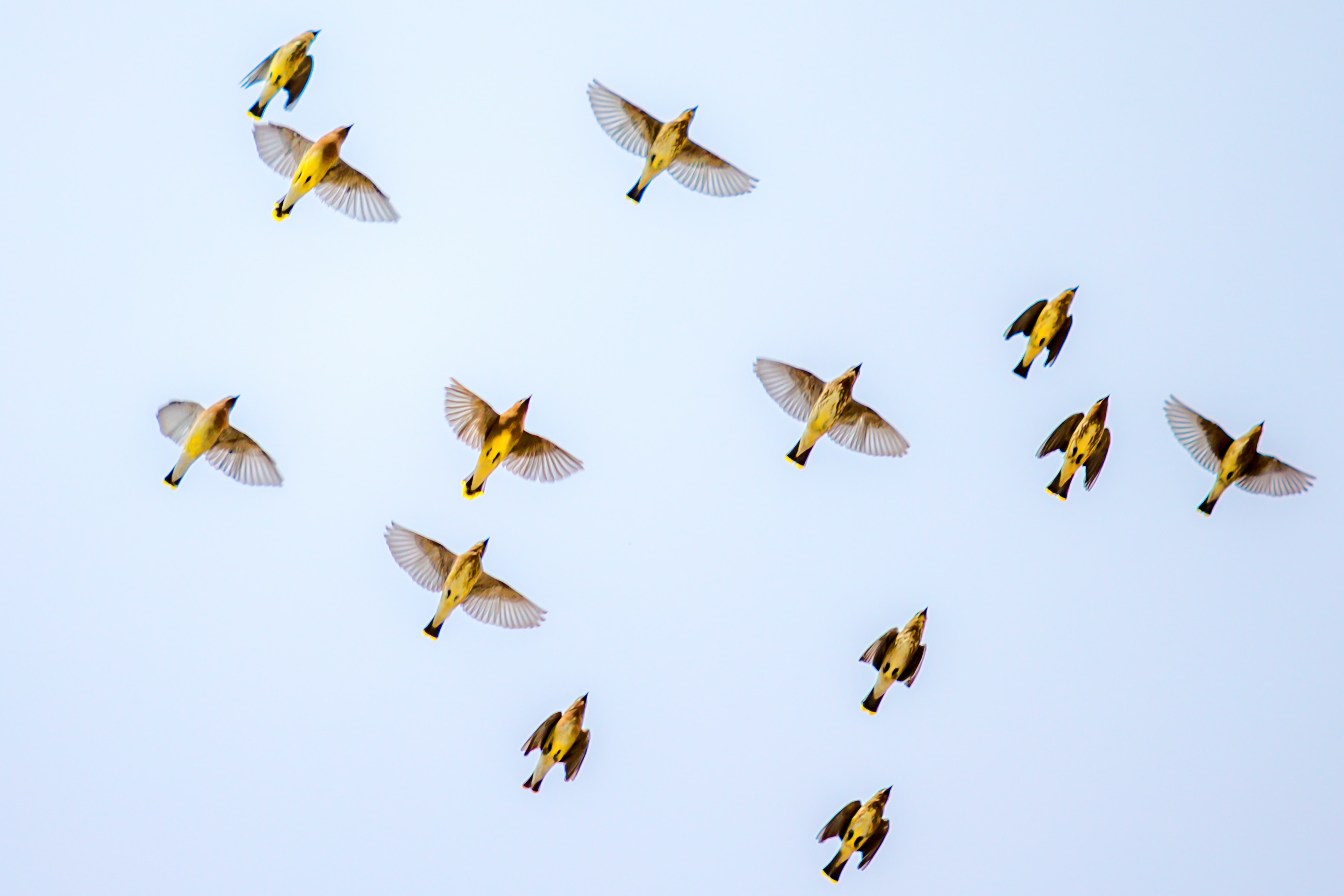 A flock of yellow birds in flight against a pale sky HD Wallpaper