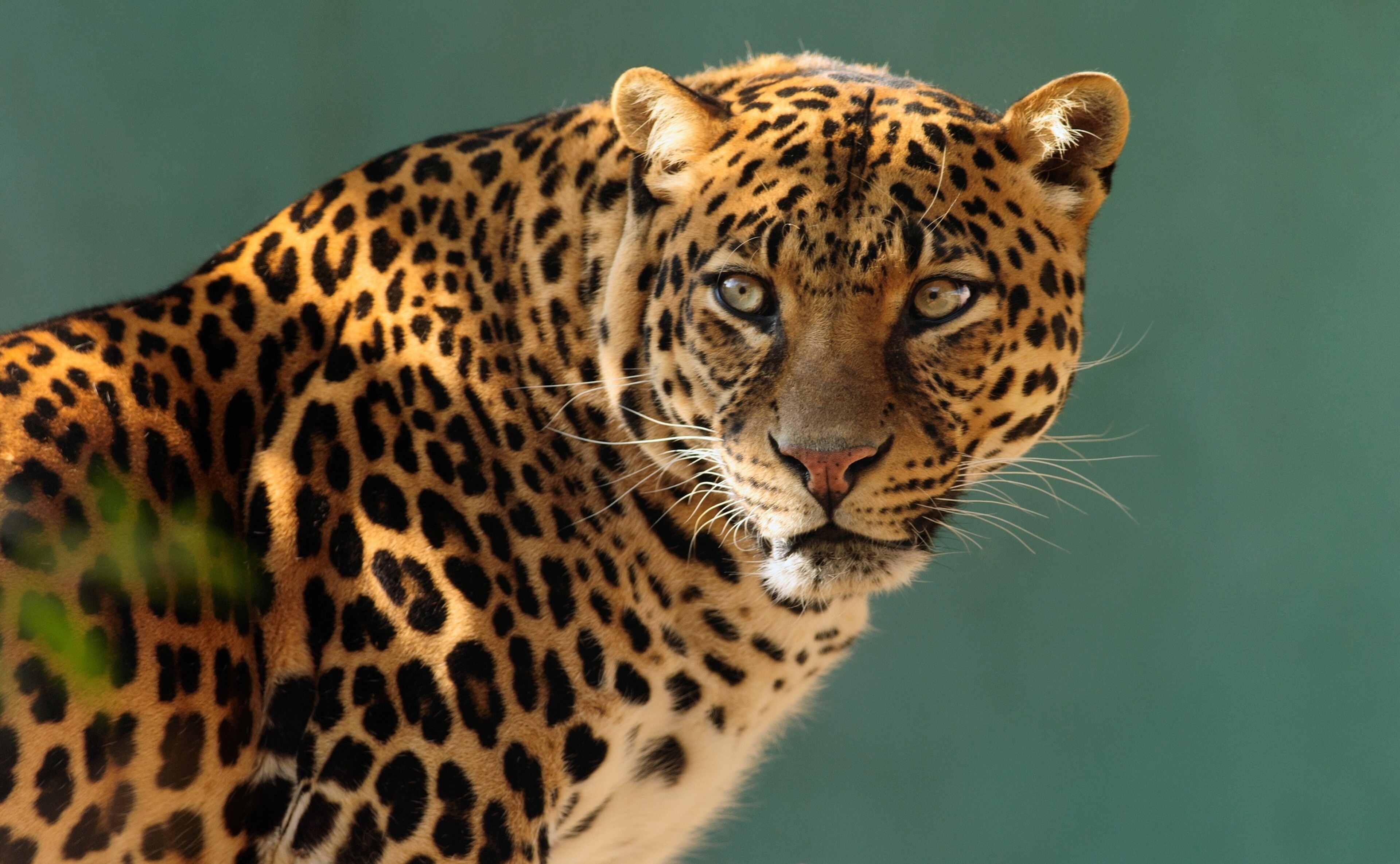 Close-up of a Jaguar in Stunning 4K Detail HD Wallpaper