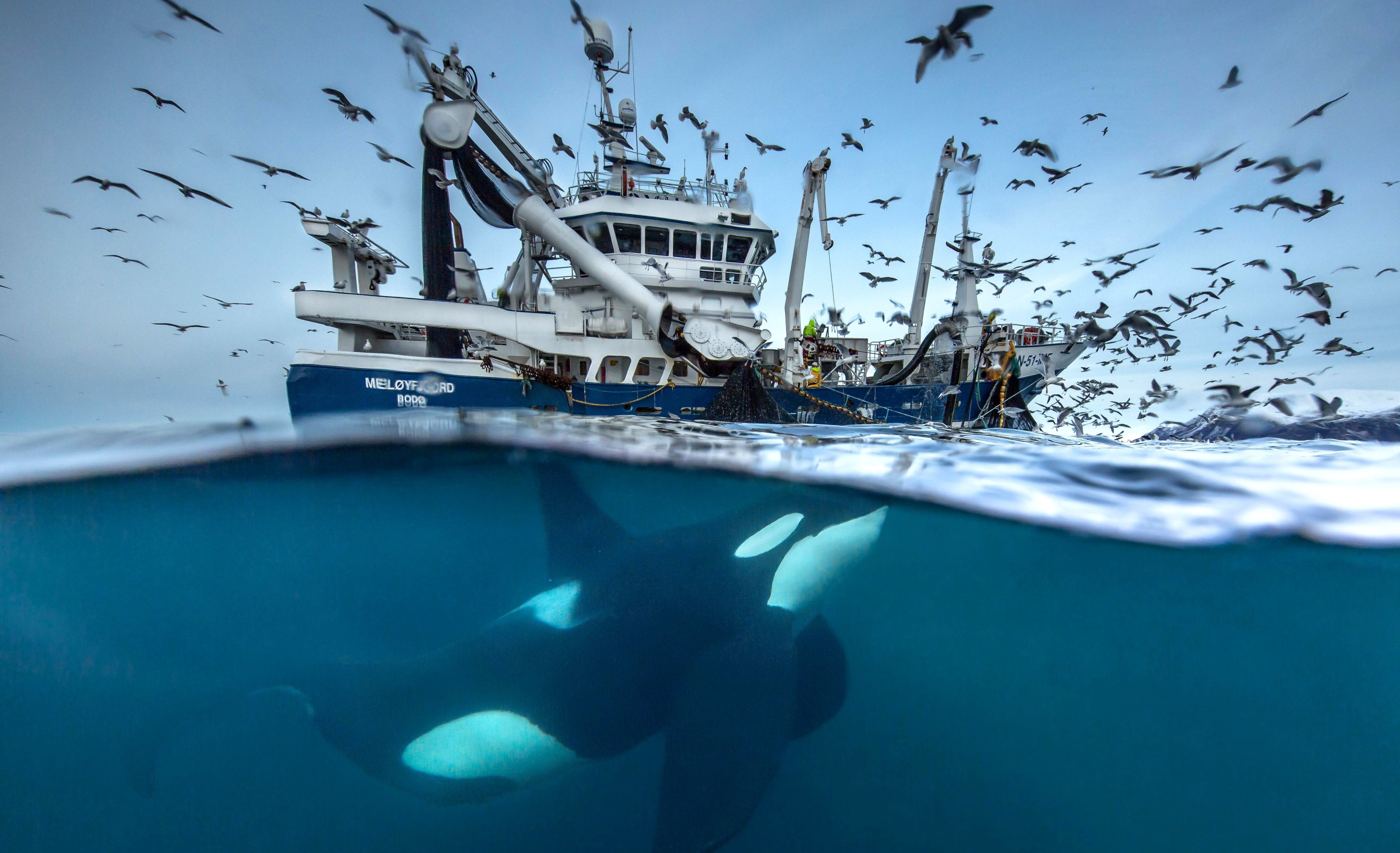 Orca swims near fishing boat with seagulls HD Wallpaper