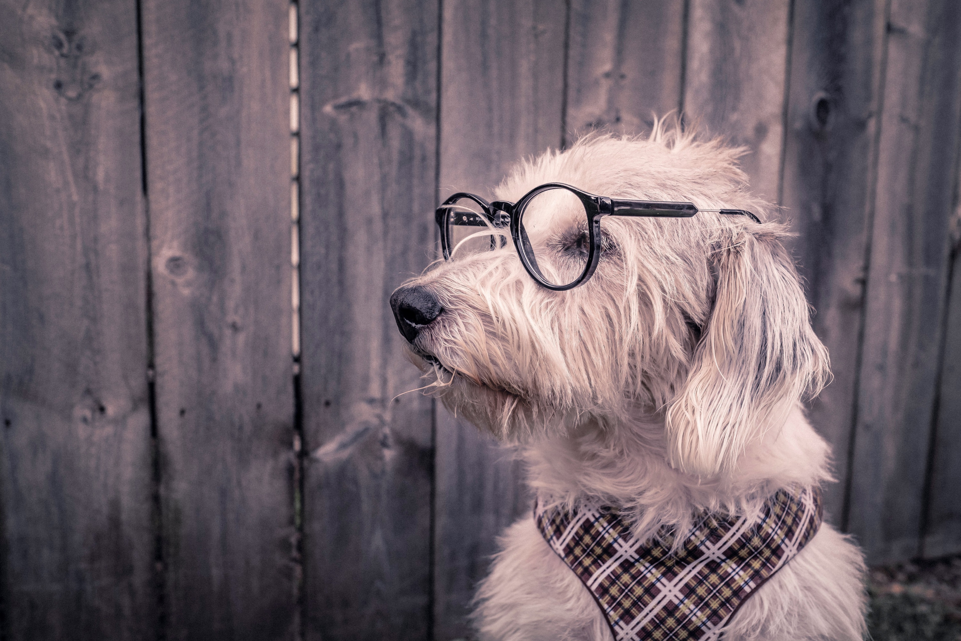 Dog wearing glasses and bandana HD Wallpaper