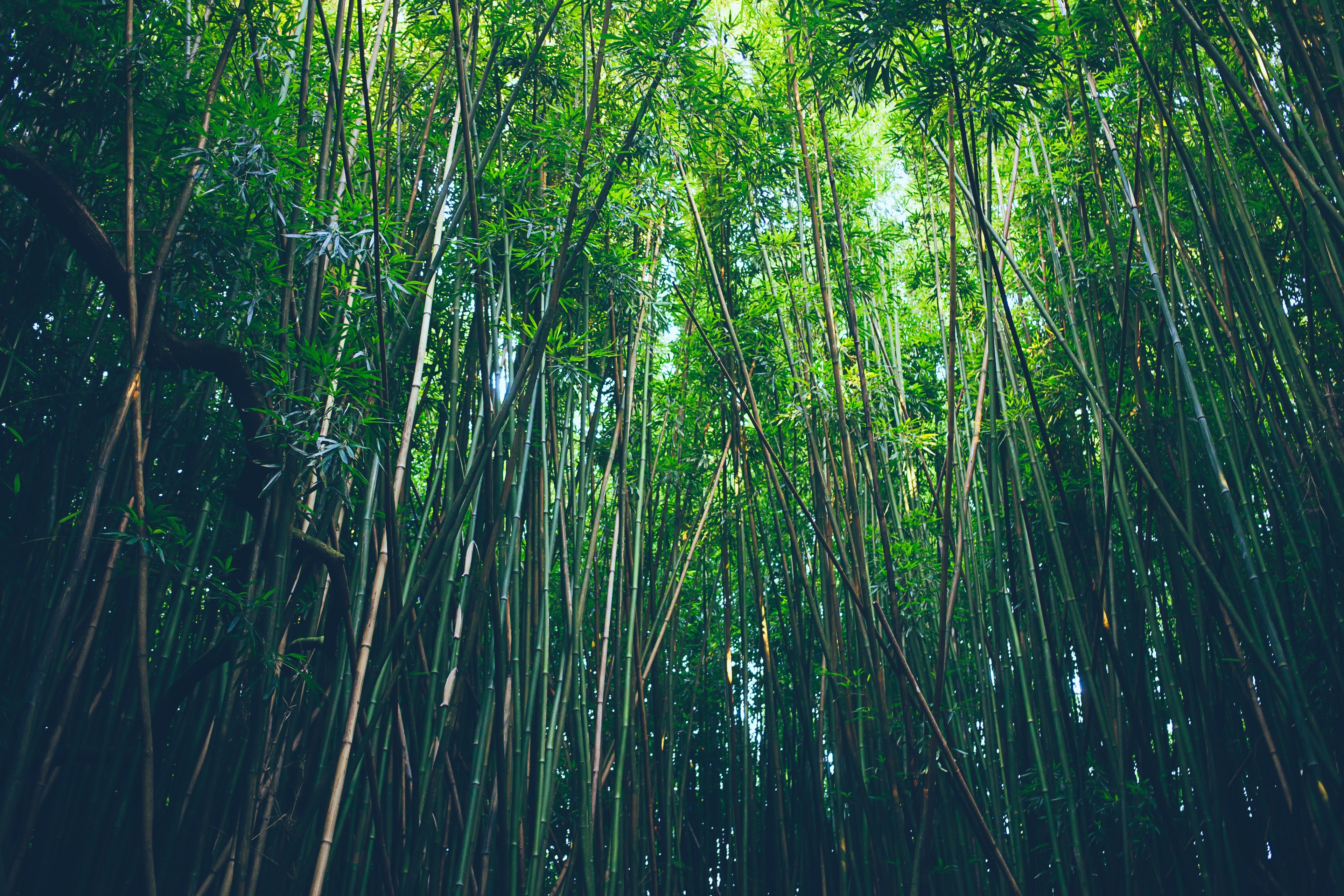 Bamboo forest 4K HD Wallpaper