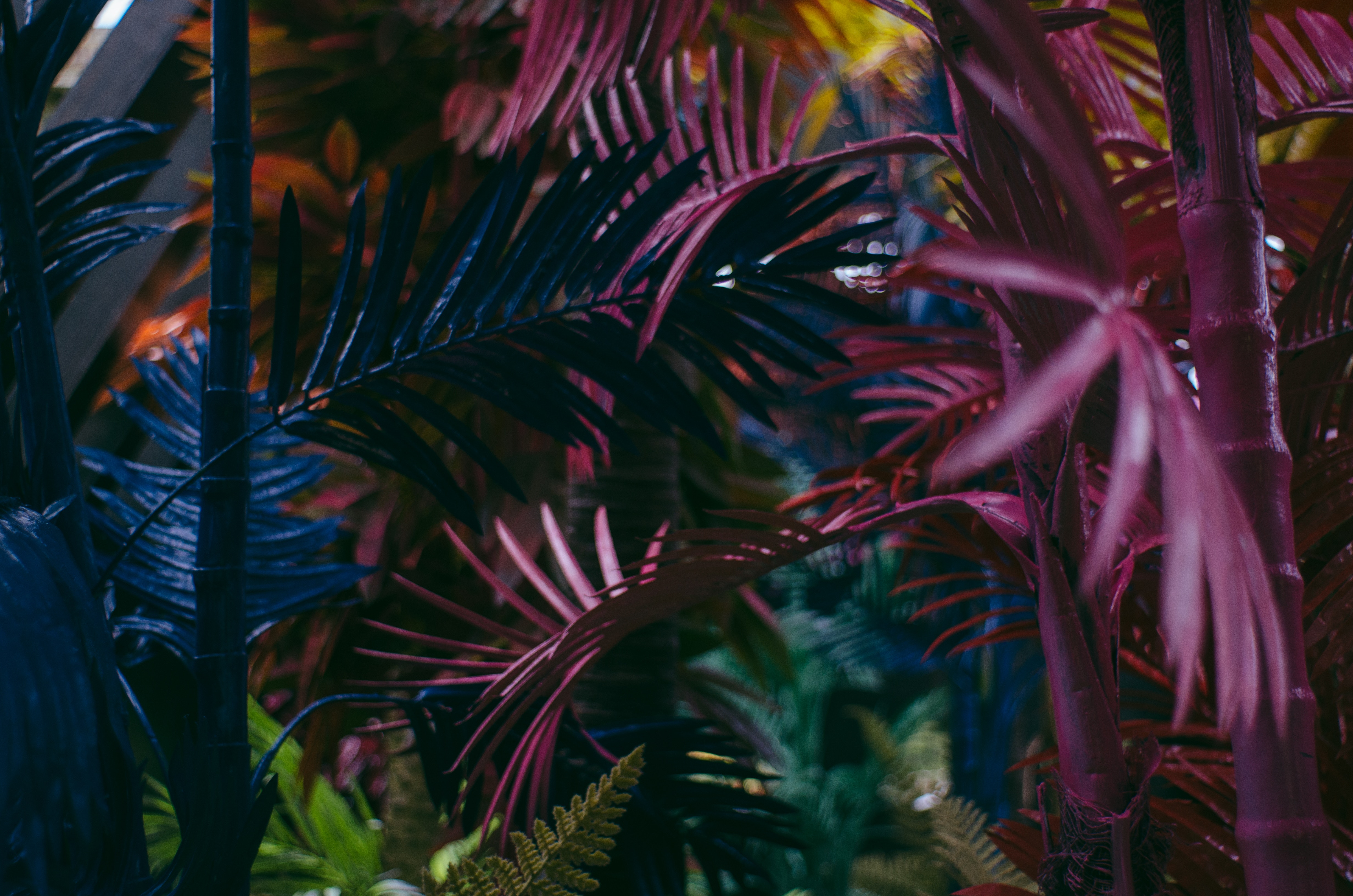 Purple and blue palm leaves in a jungle setting HD Wallpaper