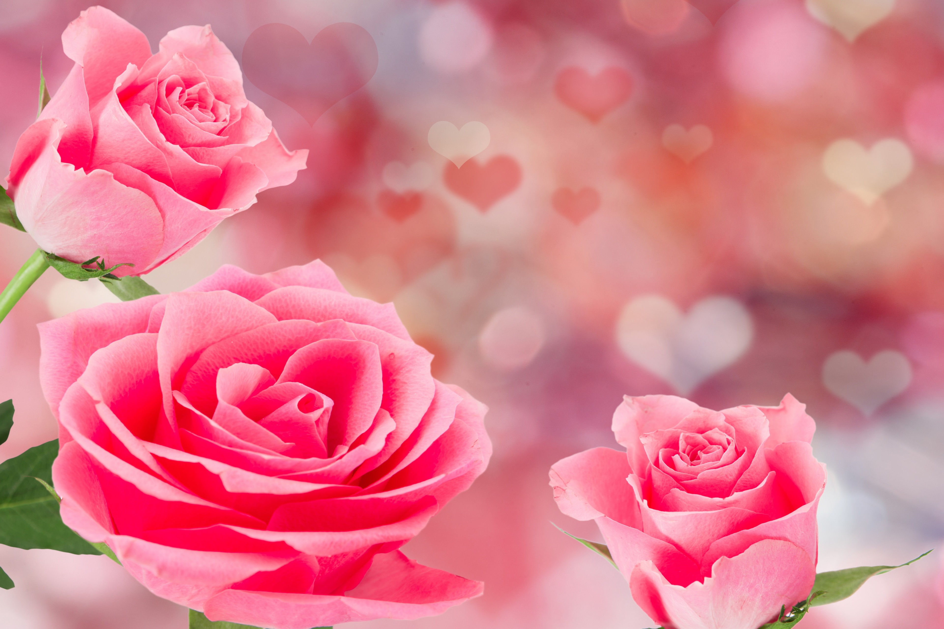 Pink roses with bokeh and heart background 4K HD Wallpaper