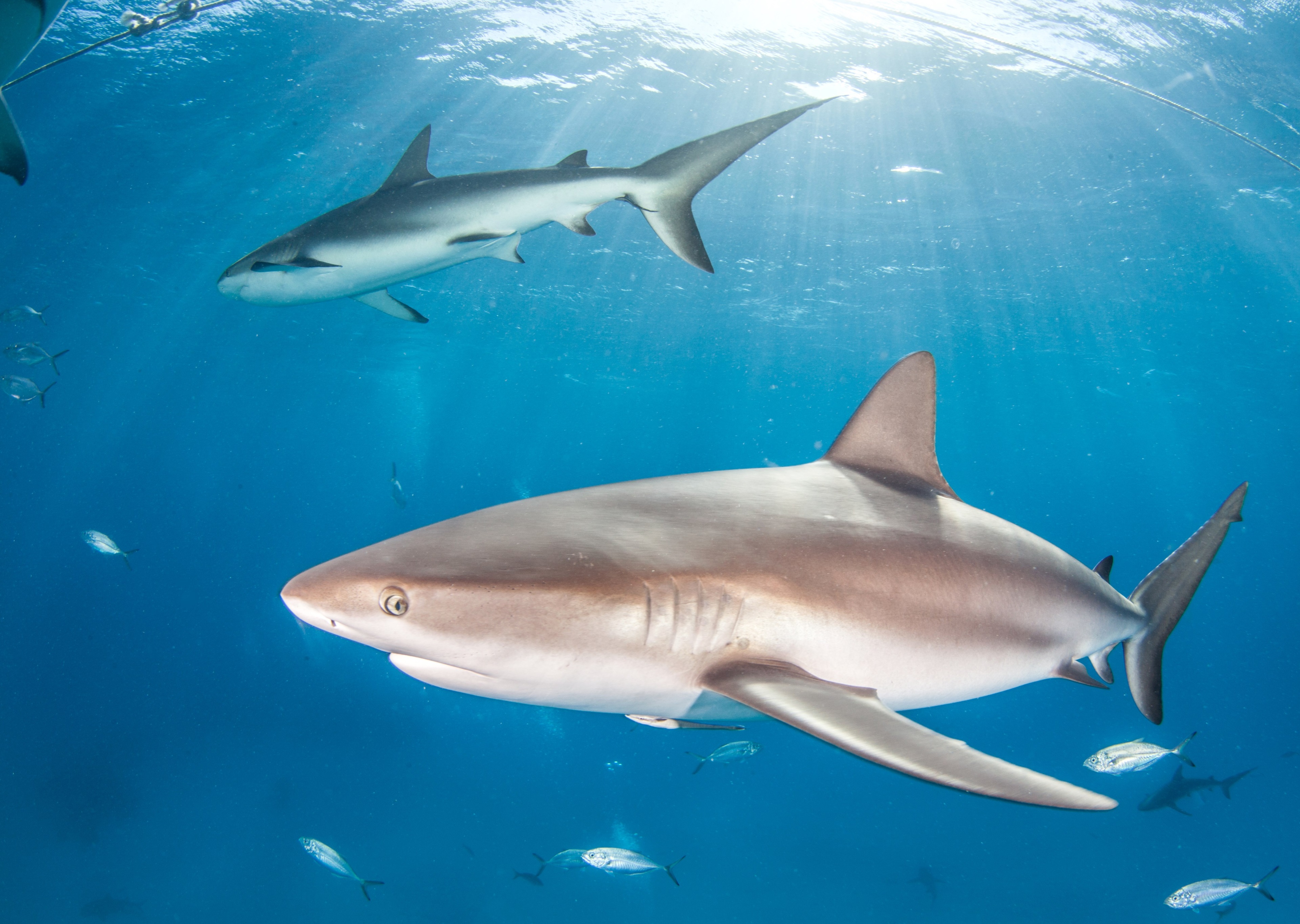 Sharks swimming in blue ocean water HD Wallpaper
