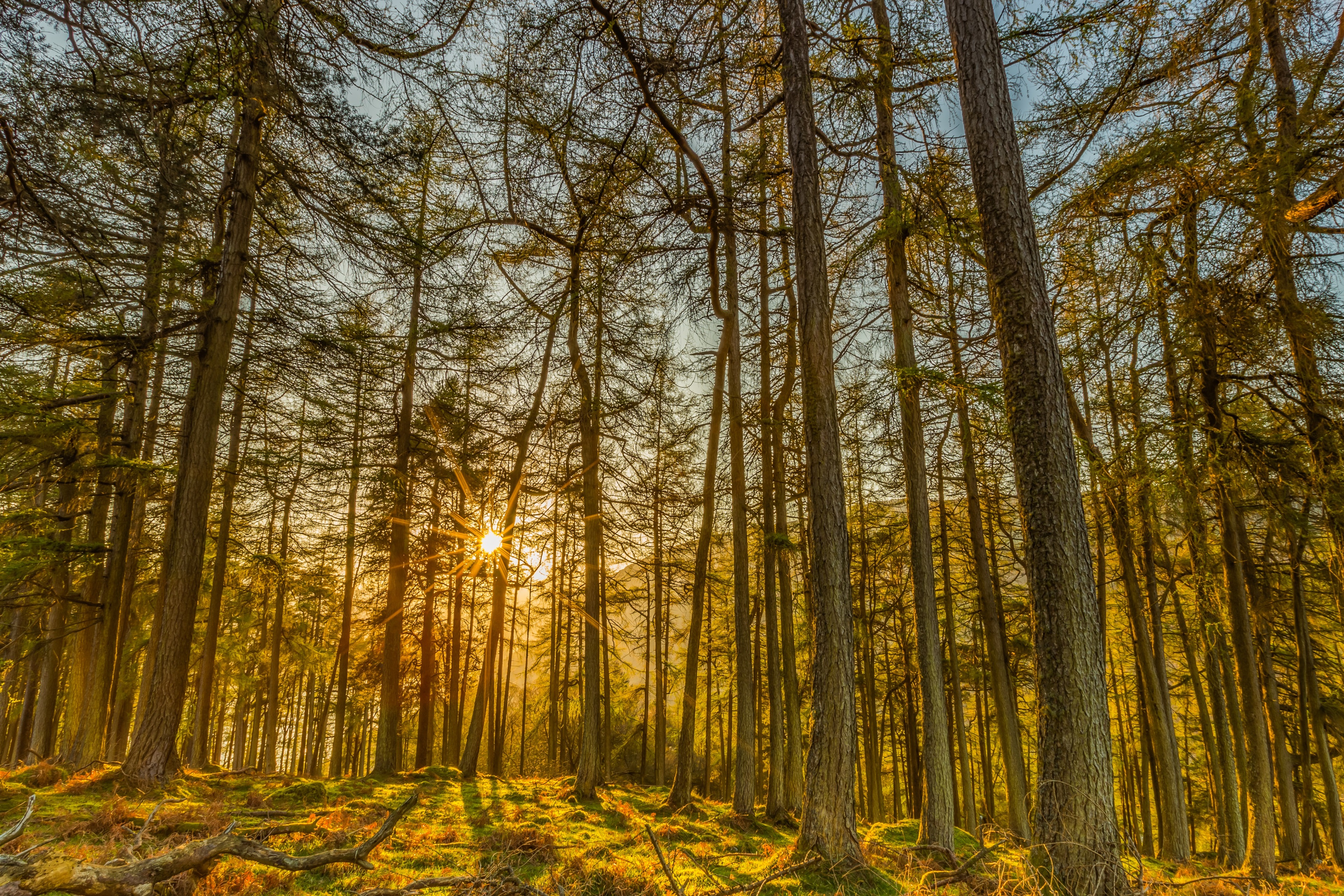 Sunlight filtering through a dense forest HD Wallpaper