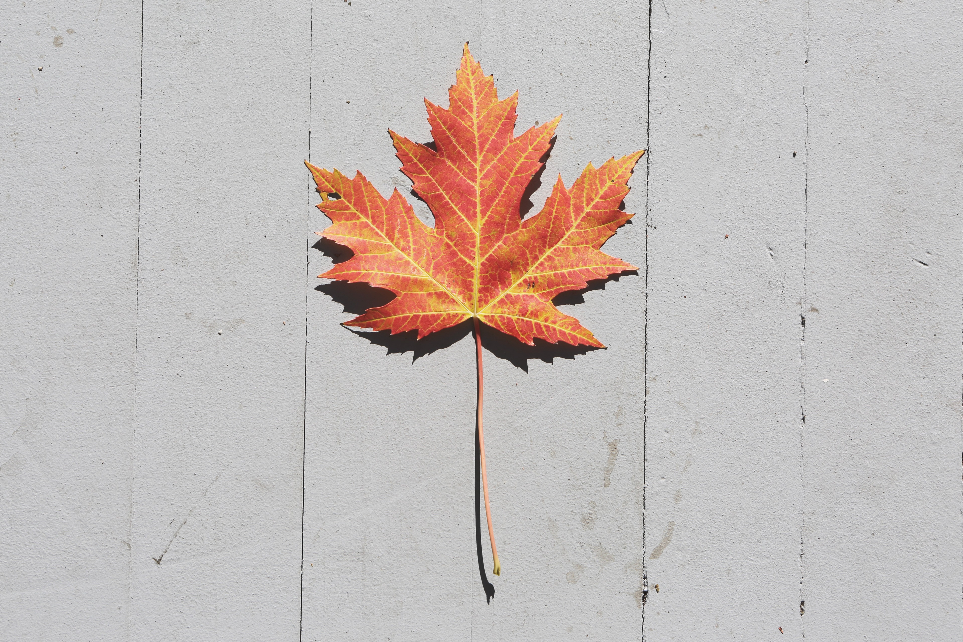 Maple leaf on a grey surface HD Wallpaper
