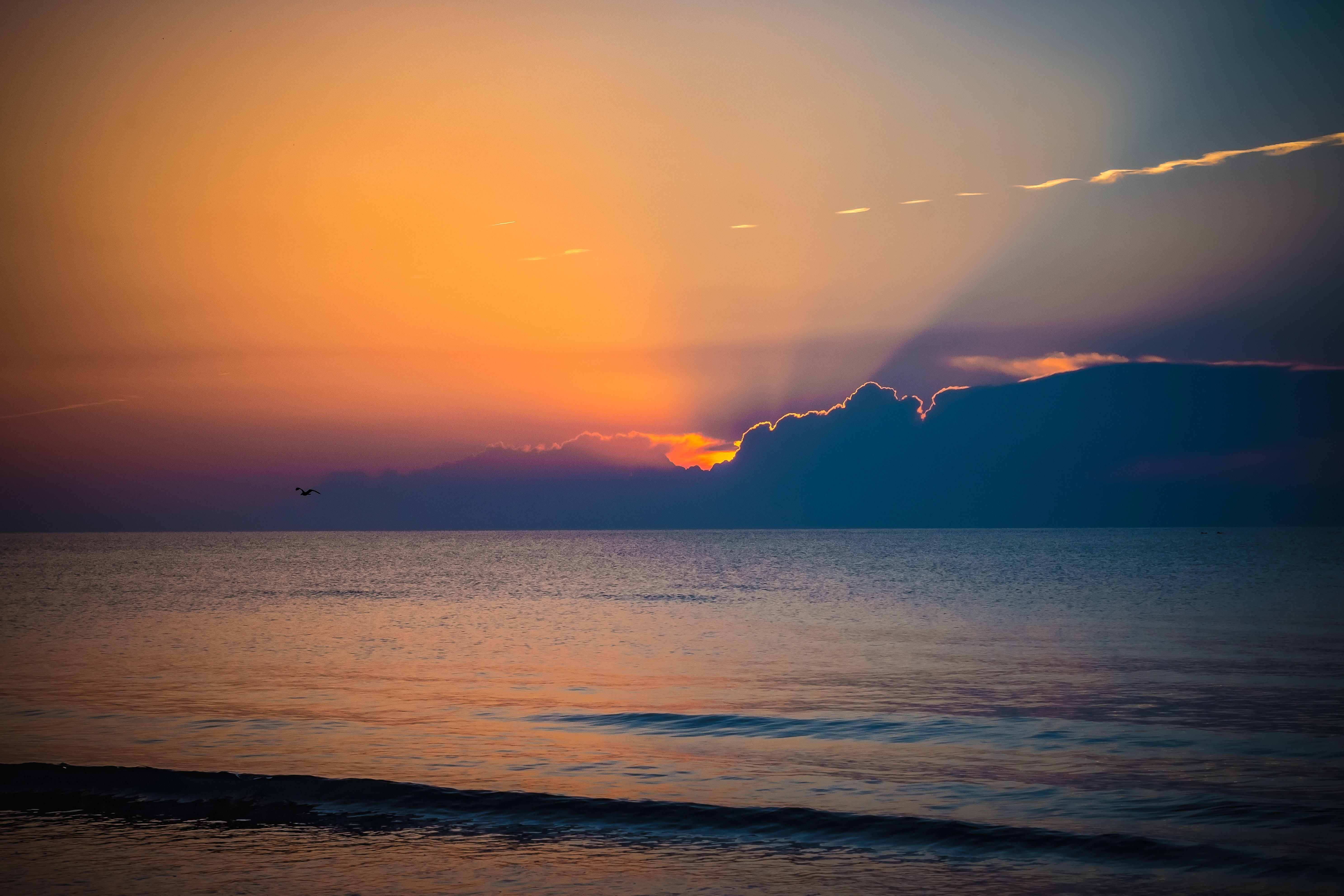 Sunset over the sea with a bird flying HD Wallpaper