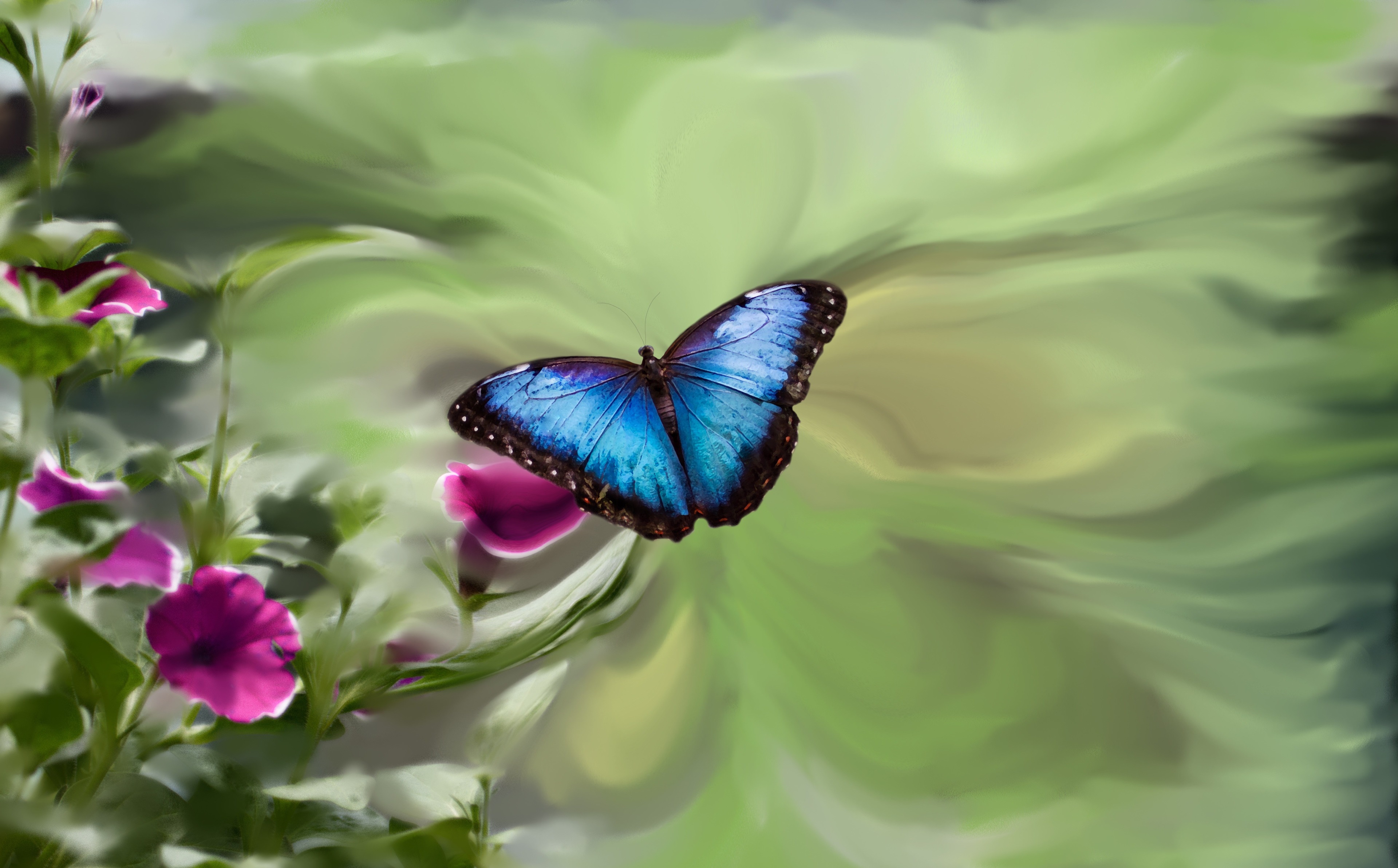 Blue butterfly on pink flowers HD Wallpaper