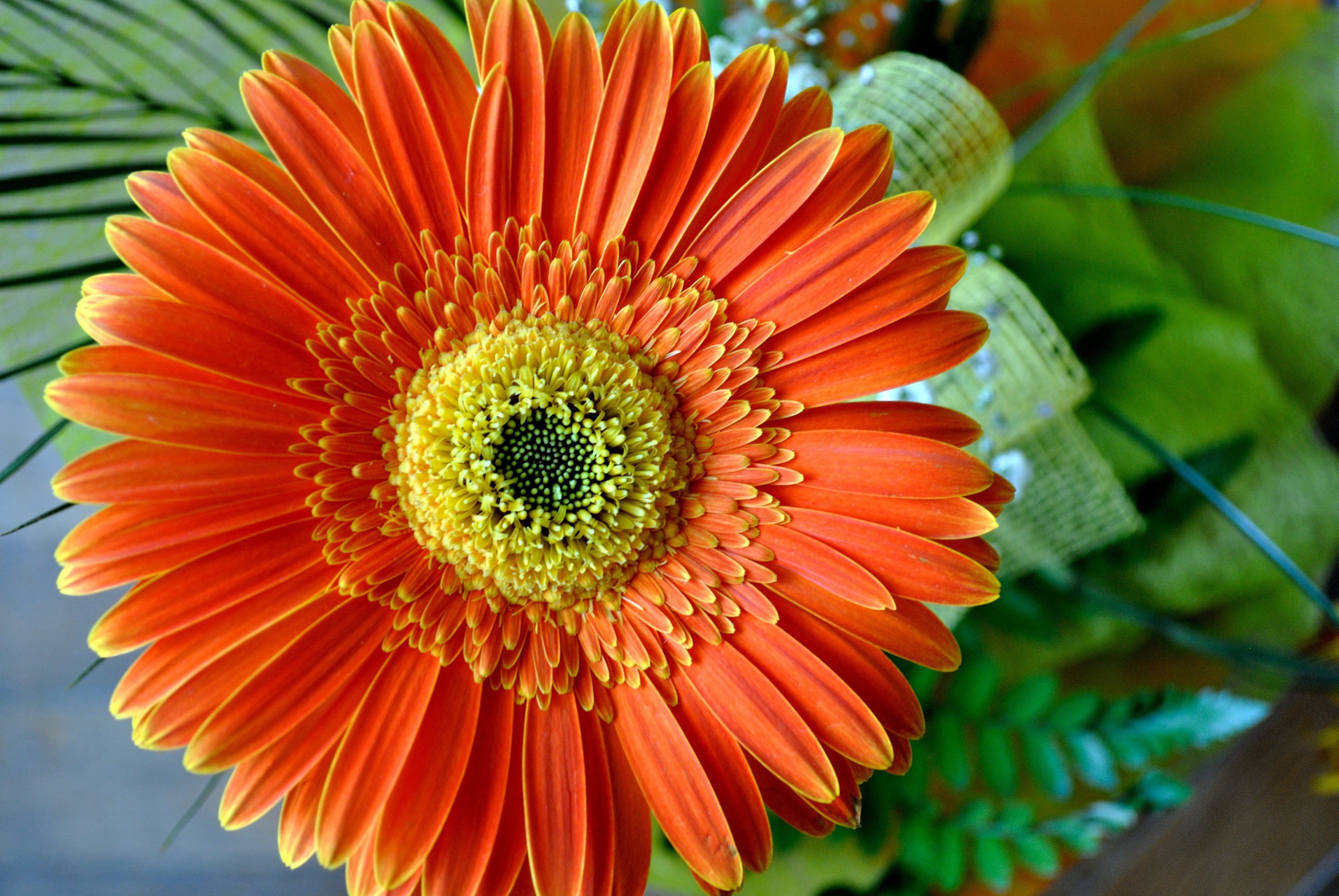 Orange Gerbera Daisy Close-up 4K HD Wallpaper