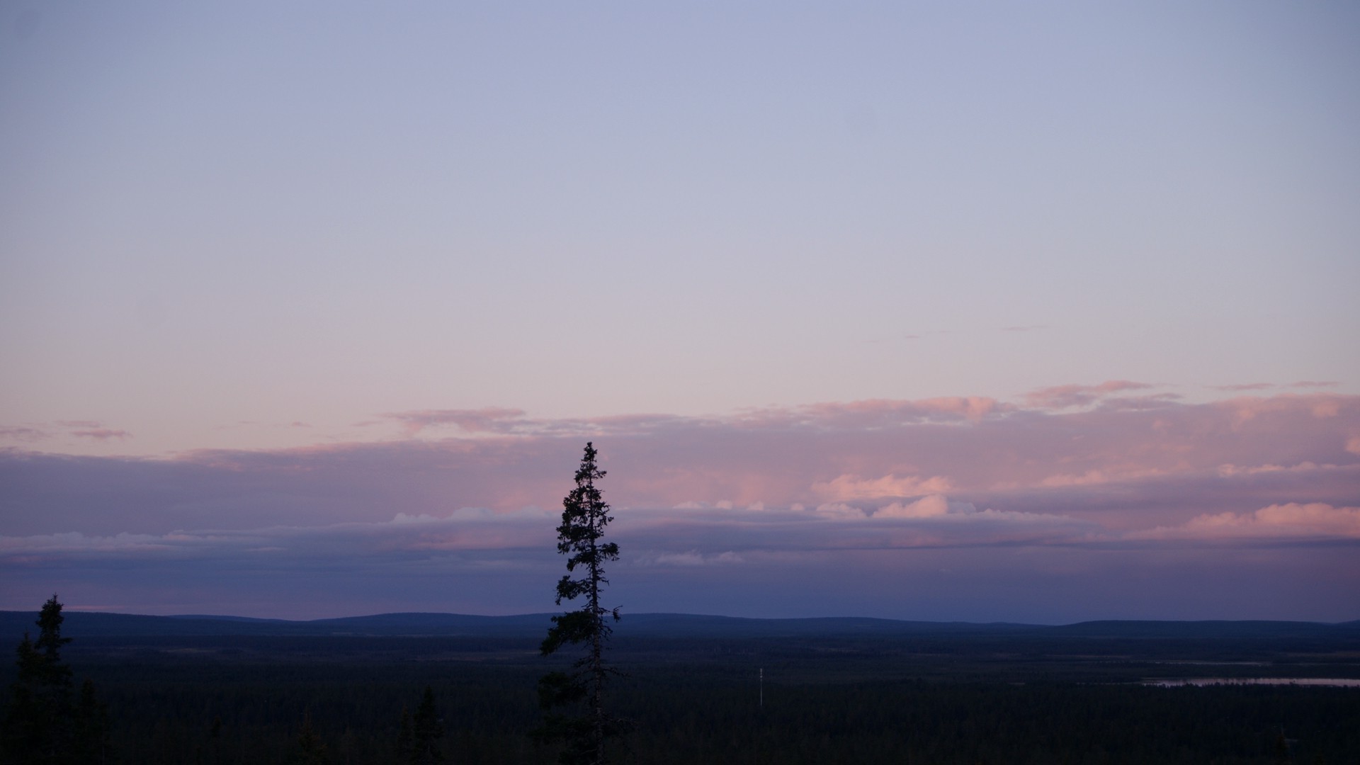 Pine tree in a forest at dusk HD Wallpaper
