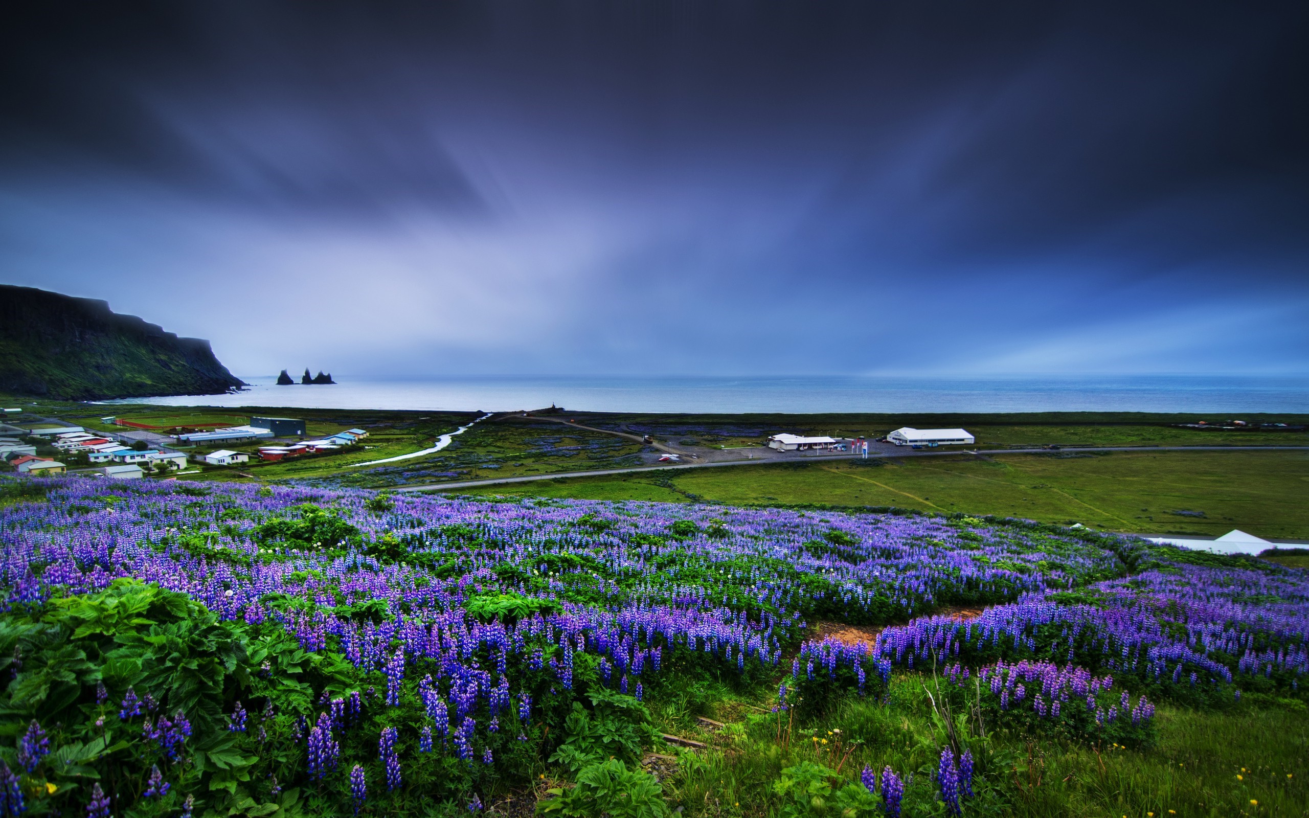 Field of purple lupine flowers with coastal village and ocean HD Wallpaper