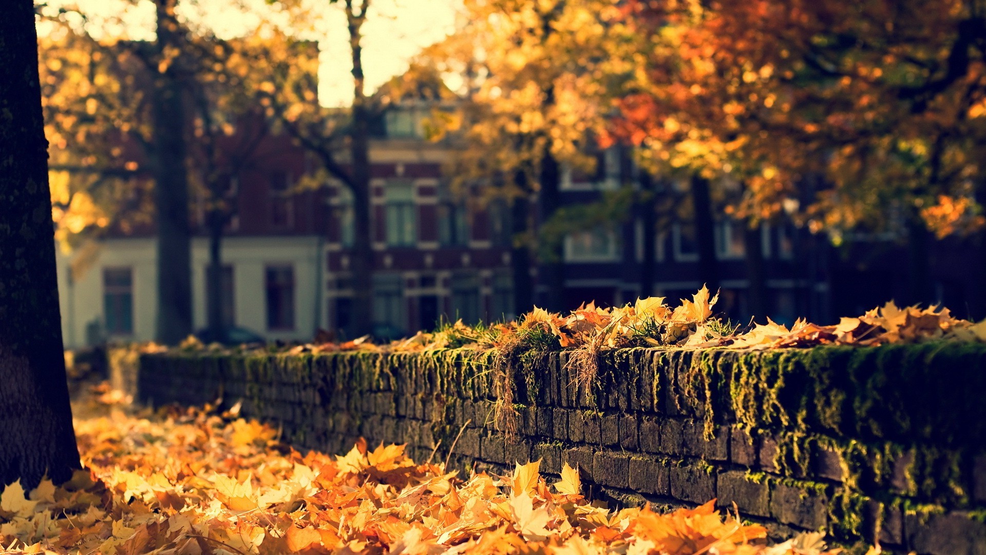 Autumn leaves on a brick wall with buildings HD Wallpaper