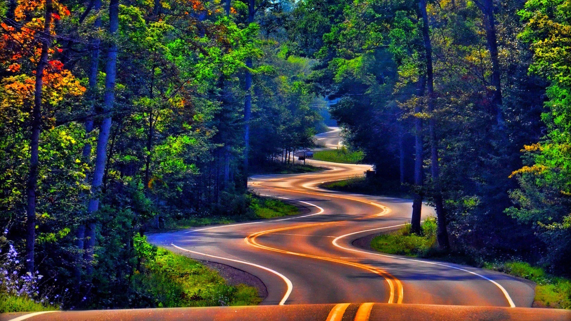 Winding road through a colorful forest HD Wallpaper