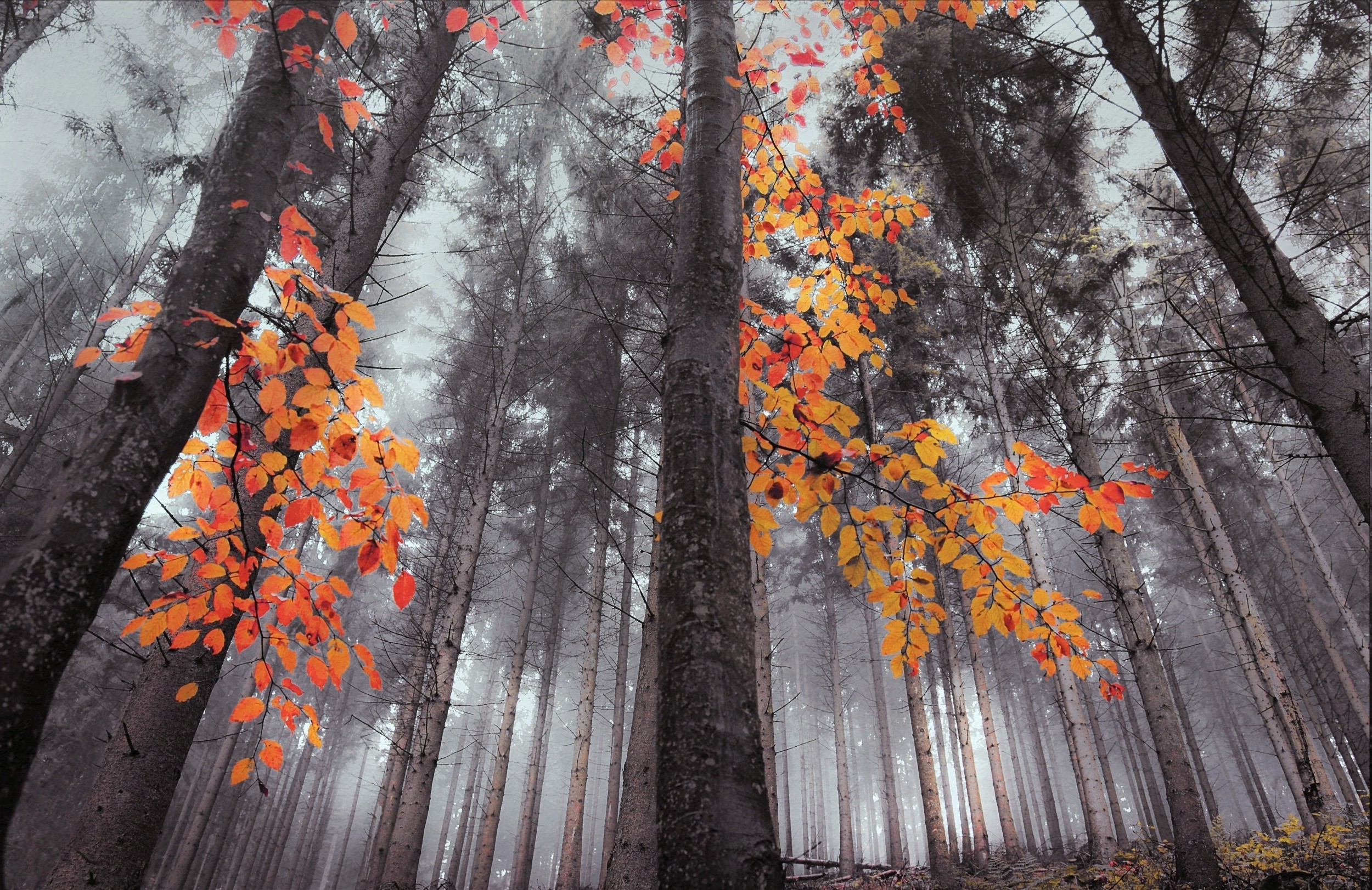 Autumn forest with orange leaves and mist HD Wallpaper