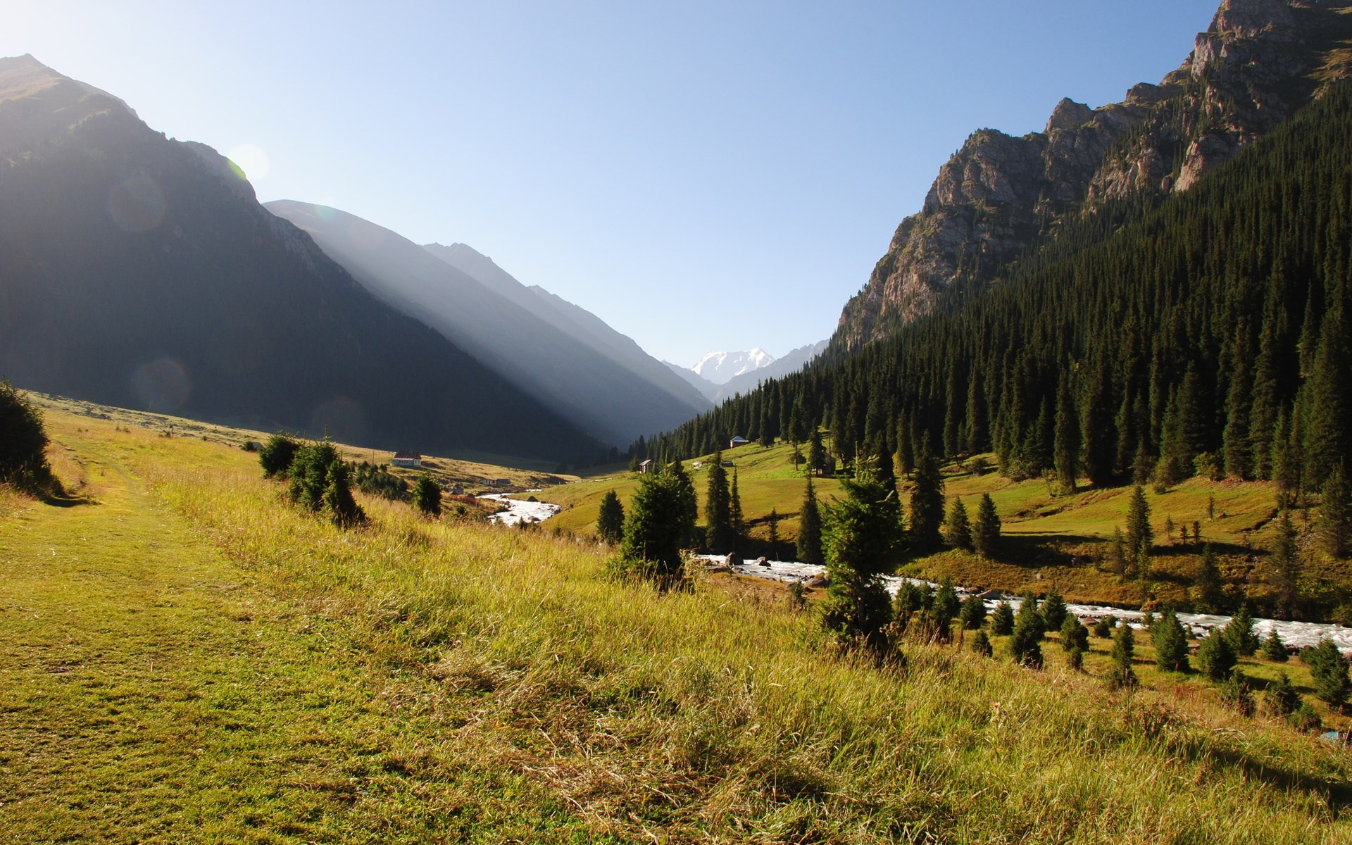 Mountain valley with a river and pine forest HD Wallpaper