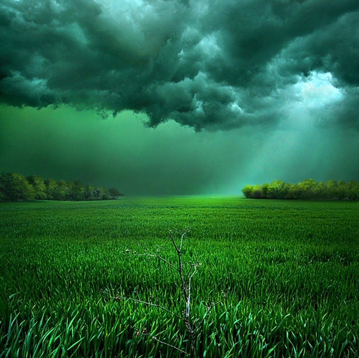 Stormy green field with trees and sunlight HD Wallpaper