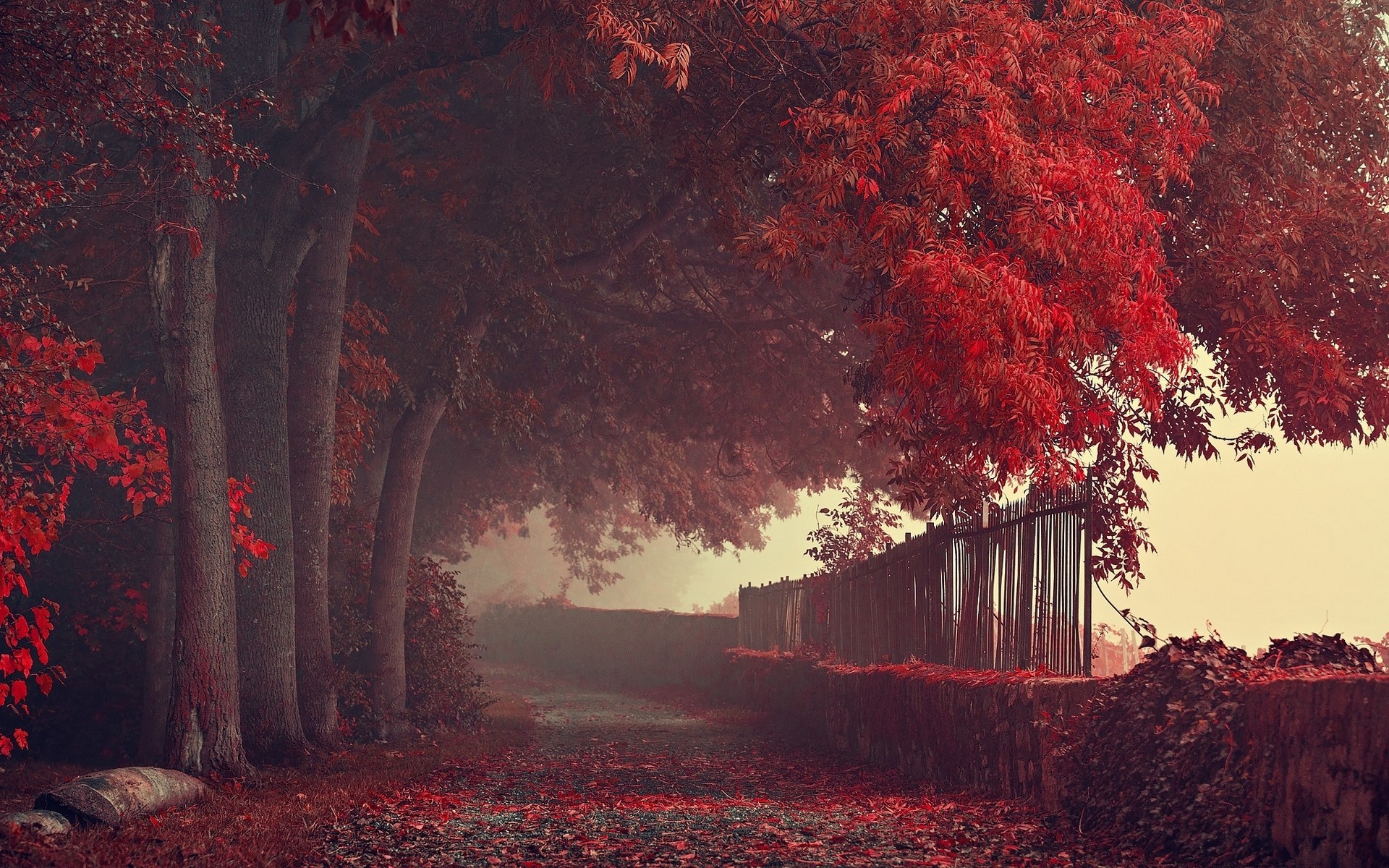 Autumn path with red trees and mist HD Wallpaper