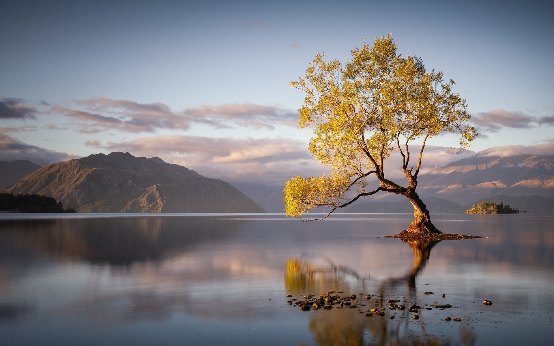 Lone tree in a lake at sunrise with mountains HD Wallpaper