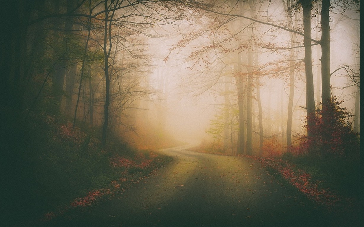 Misty forest road in autumn HD Wallpaper
