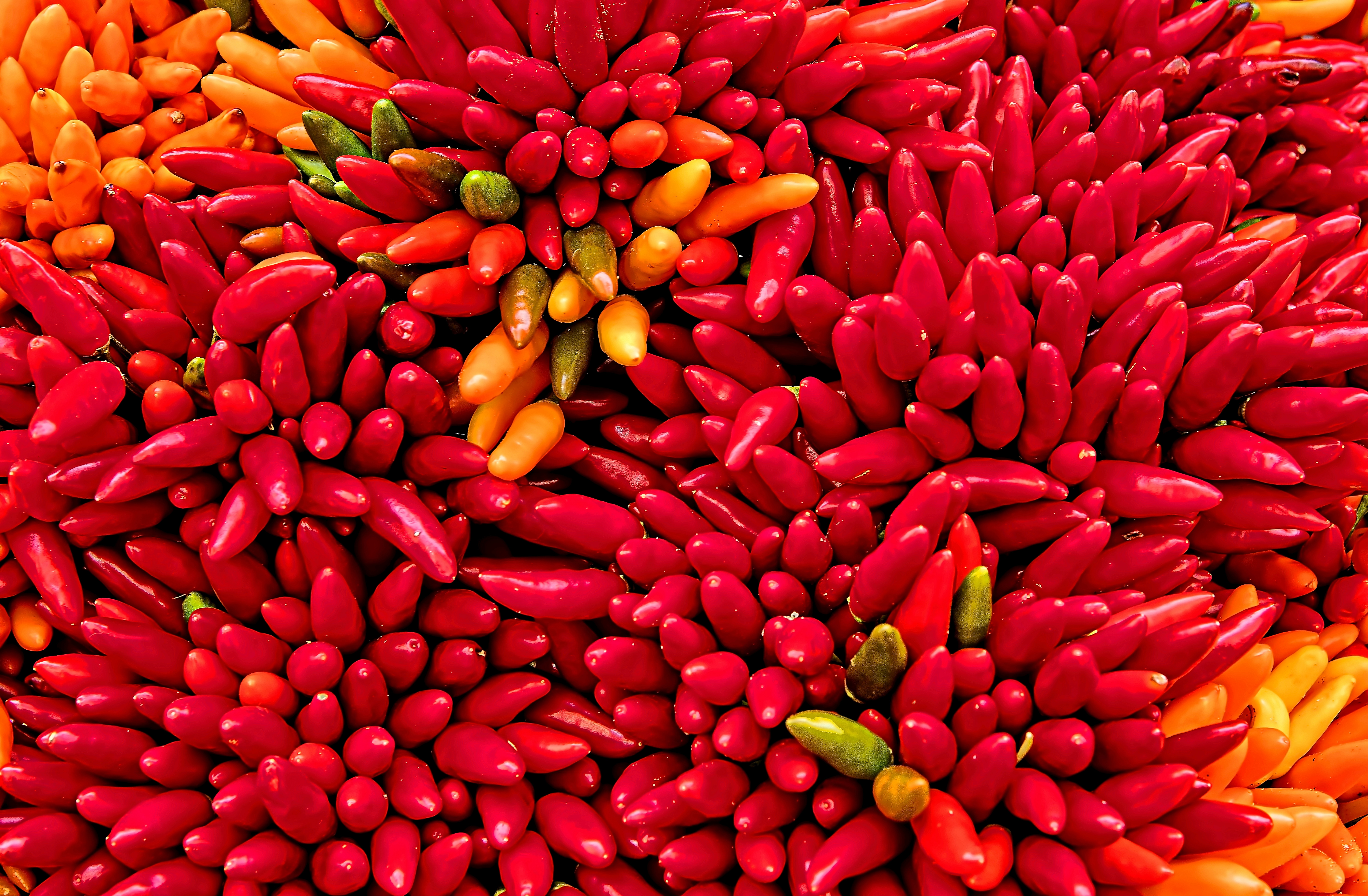 A close-up view of a large pile of red, orange, and green chili peppers. HD Wallpaper
