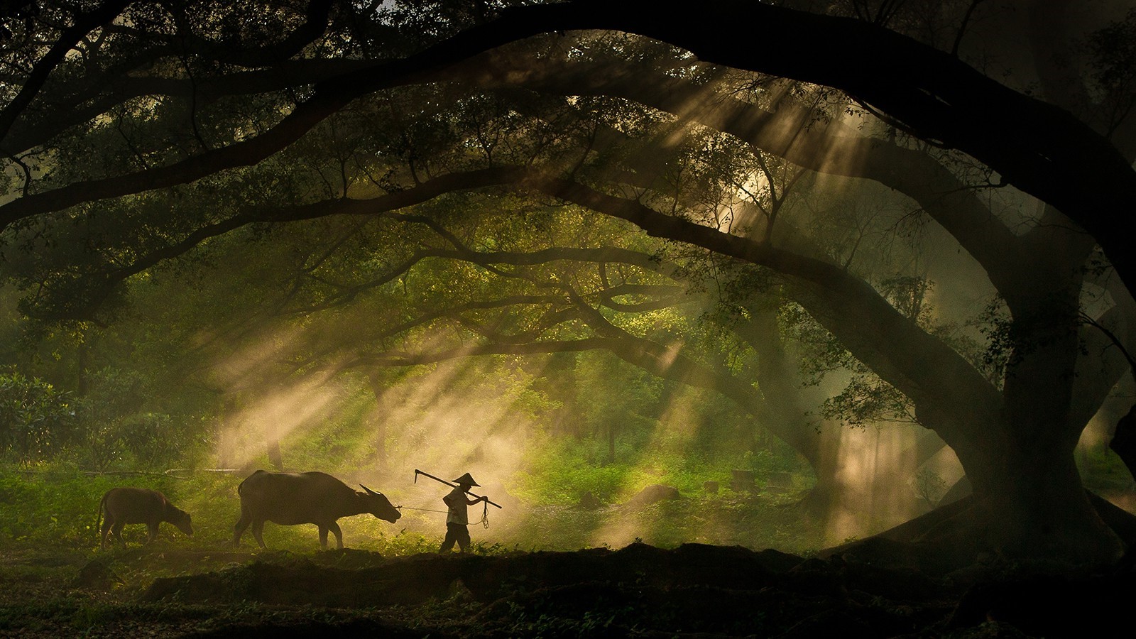 Farmer with buffaloes walking through sunlit forest HD Wallpaper