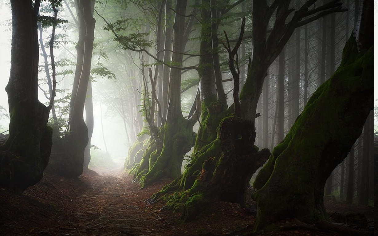 Misty forest path with moss-covered trees HD Wallpaper