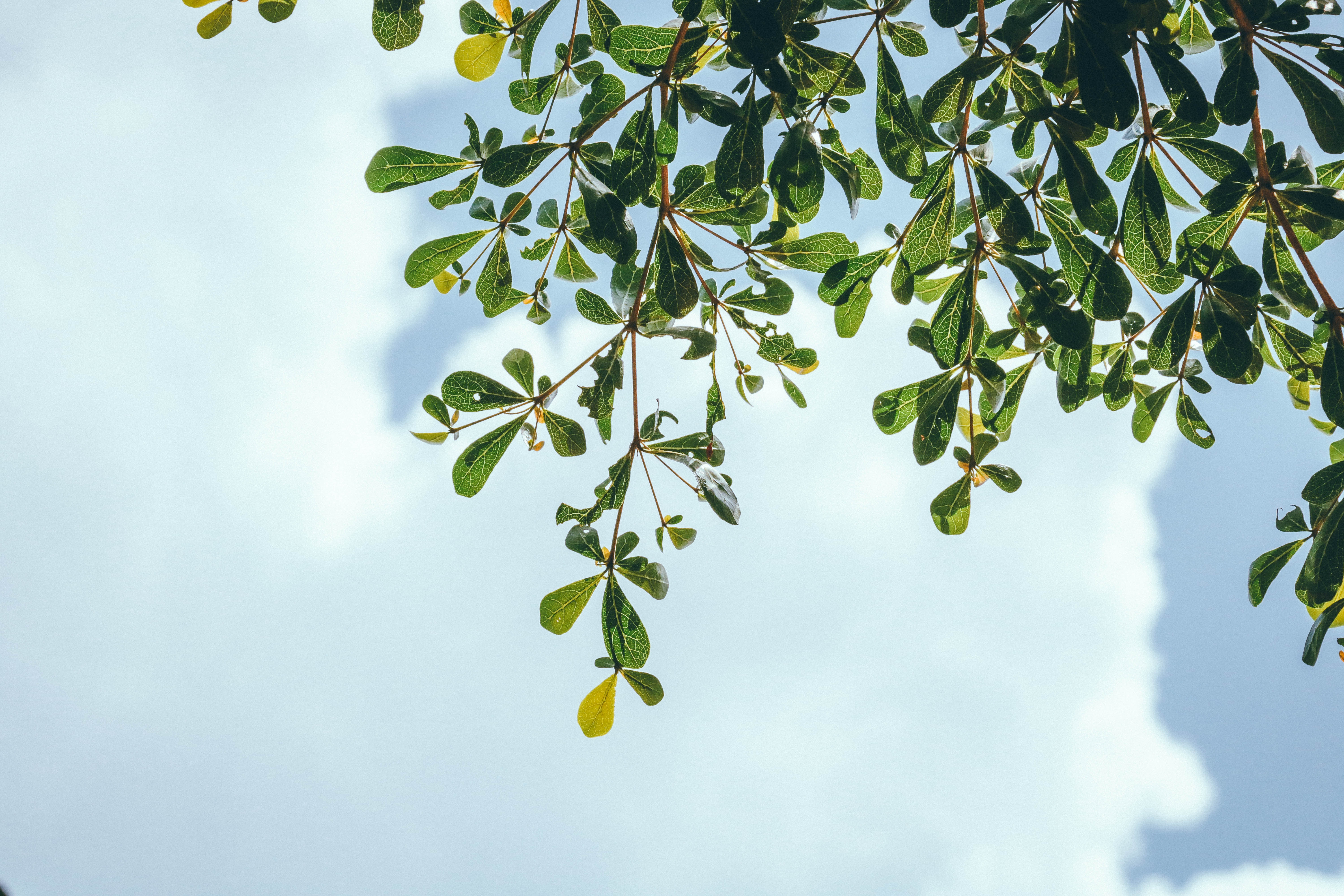 Green leaves of a tree against a cloudy sky HD Wallpaper